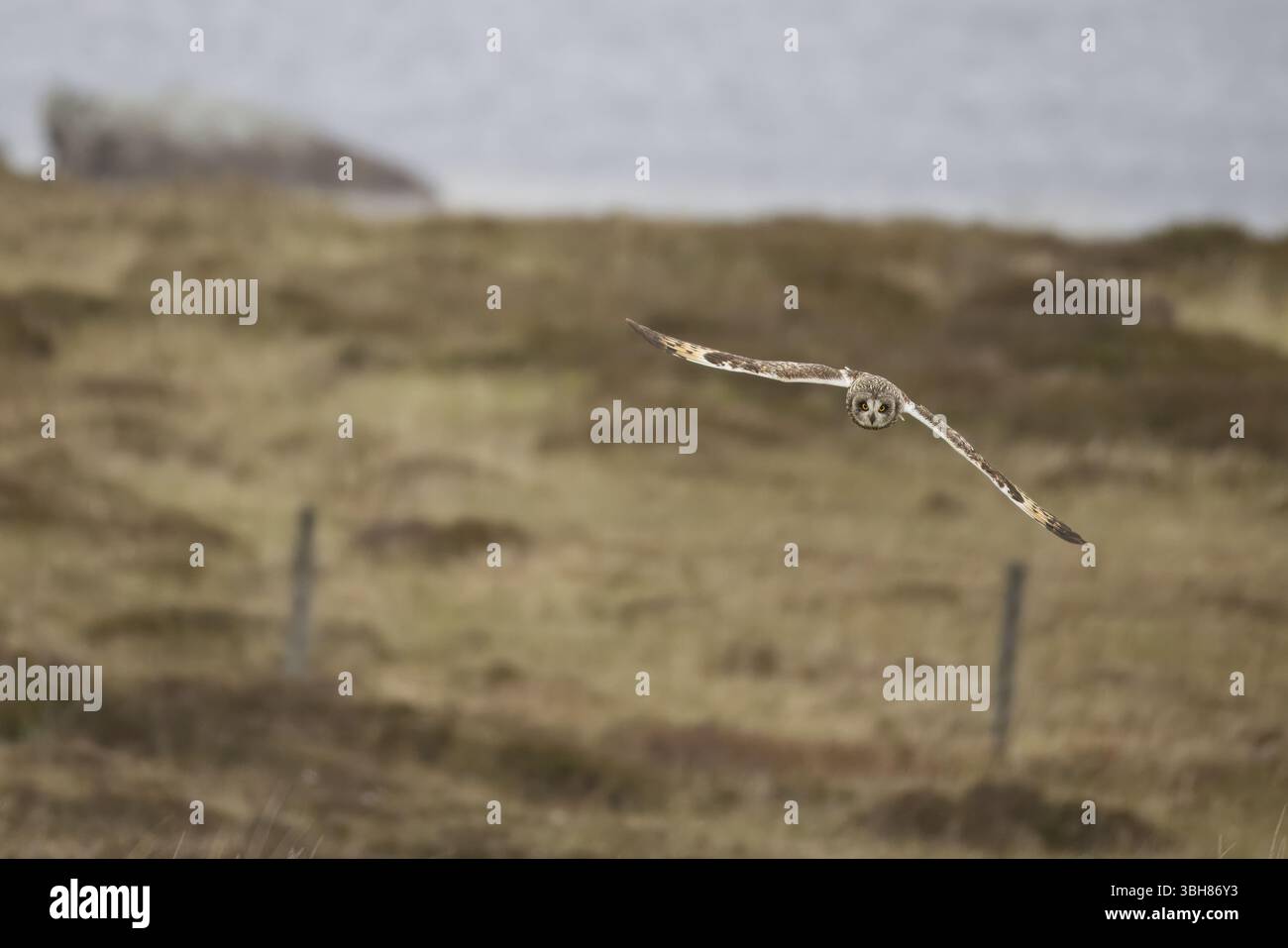 Gufo corto che vola su terreni agricoli accidentati a Uist, ebridi esterne Foto Stock