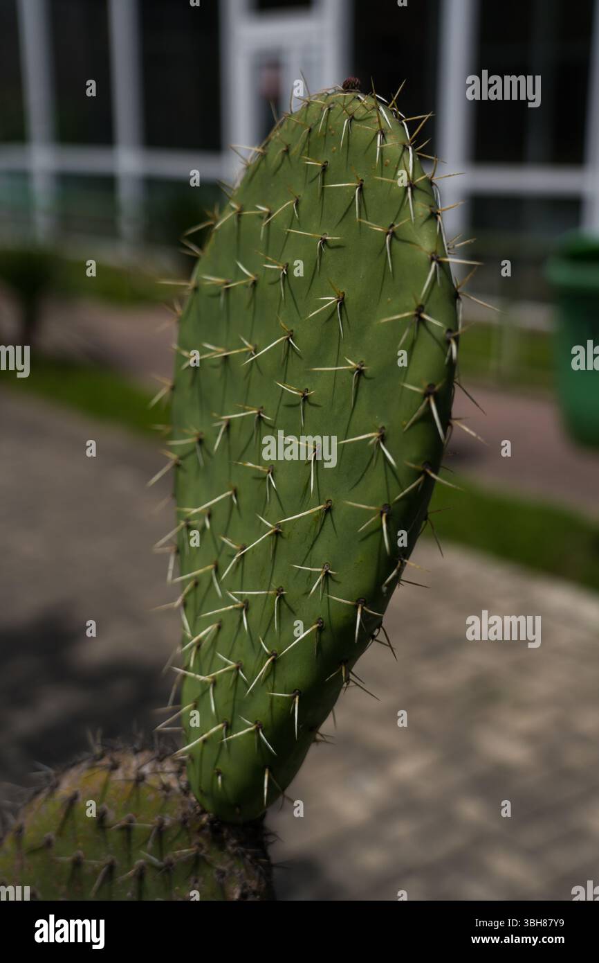 Primo piano della foglia di Cactus. Un ramo di cactus in primo piano. stelo di cactus Foto Stock