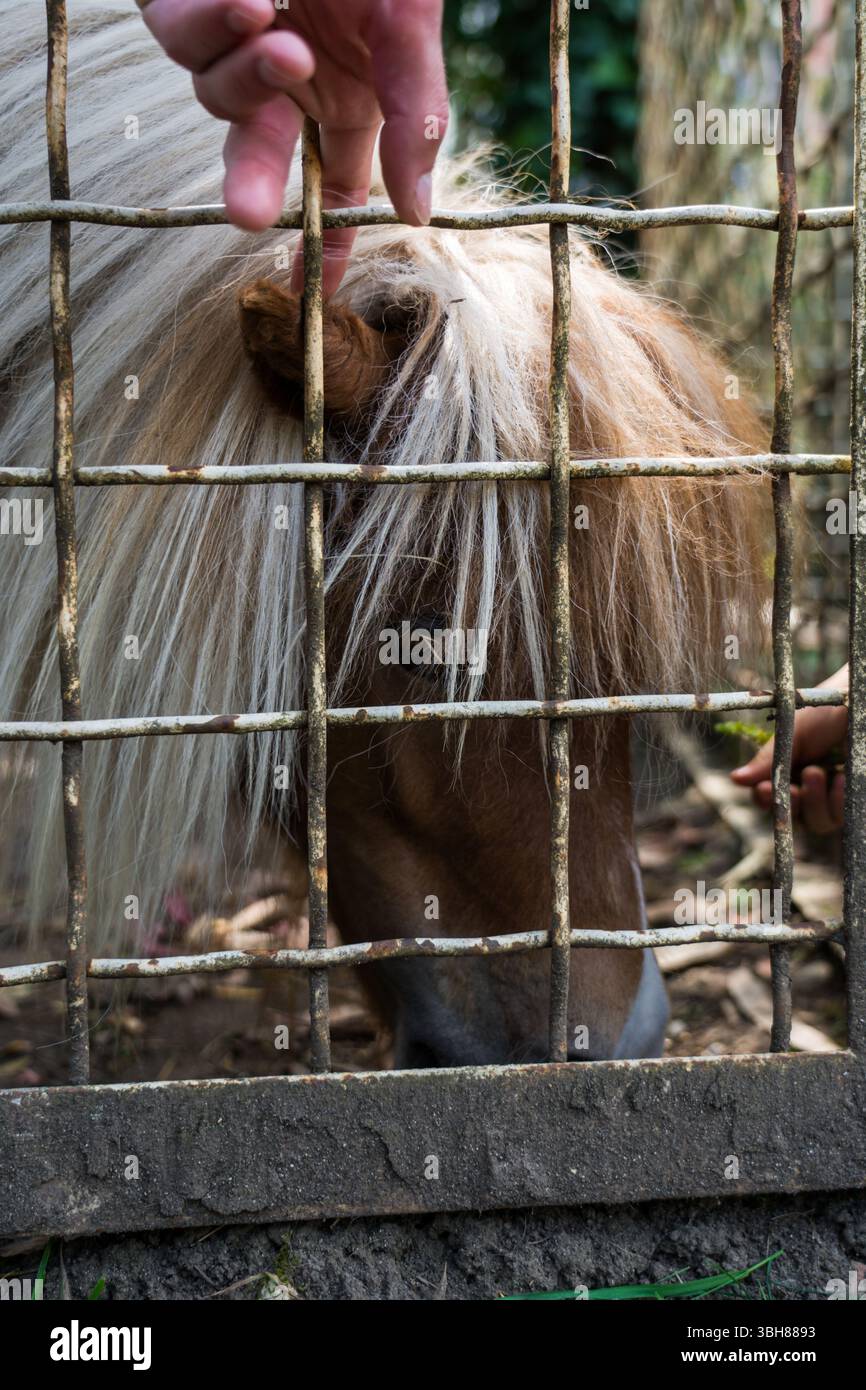 Un uomo accarezza un pony attraverso i bar dello zoo Foto Stock