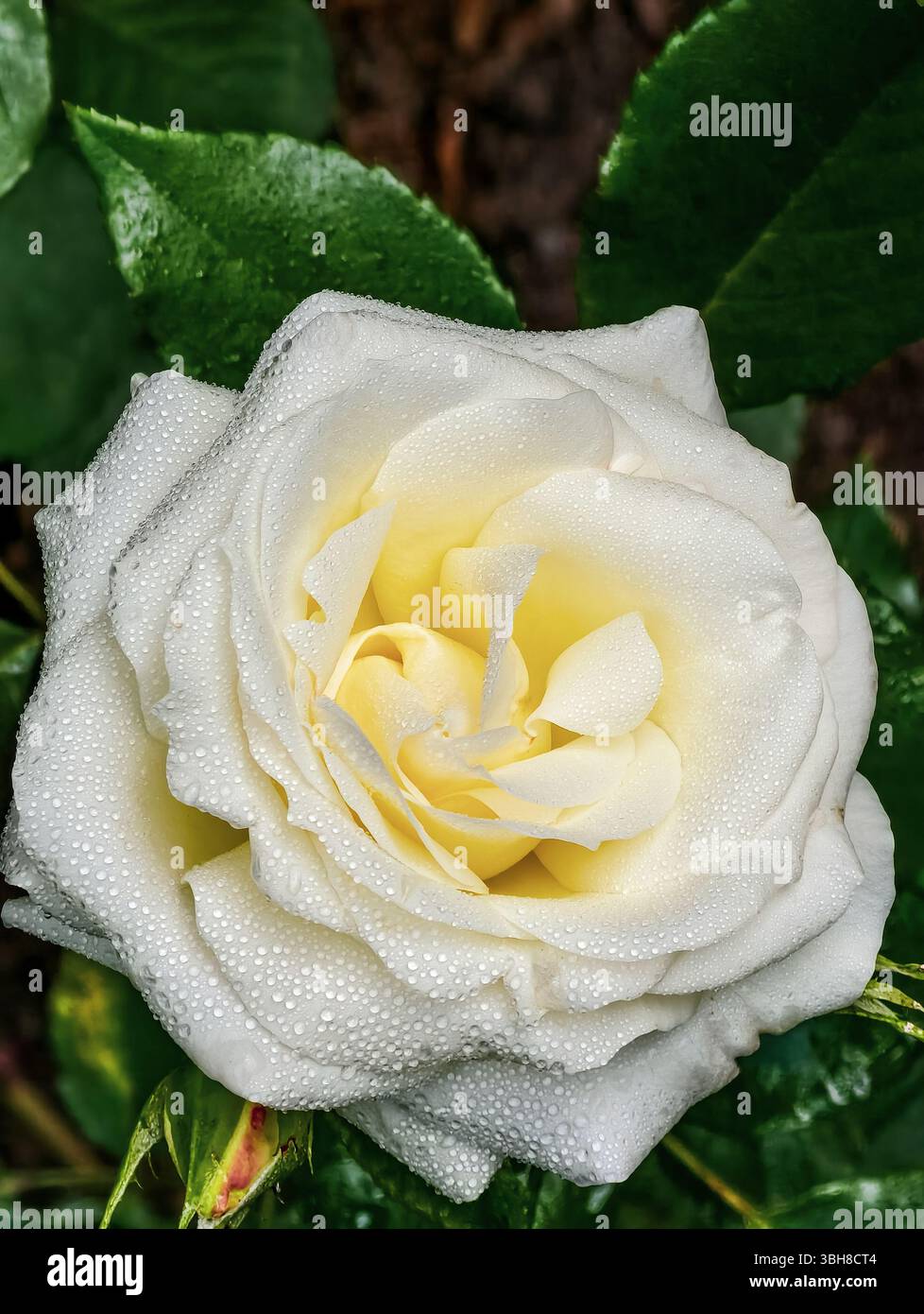 Elegante rosa bianca con delicate sfumature gialle al centro, adornata da scintillanti goccioline d'acqua che catturano la bellezza della natura. Un complemento perfetto per progetti a tema floreale e ambienti sereni. Foto Stock
