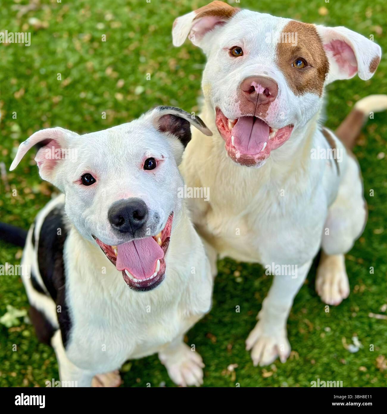 Due felici cani di tipo pitbull si siedono vicino sull'erba verde, girando alla telecamera con le lingue fuori e le code arricciate all'unisono Foto Stock