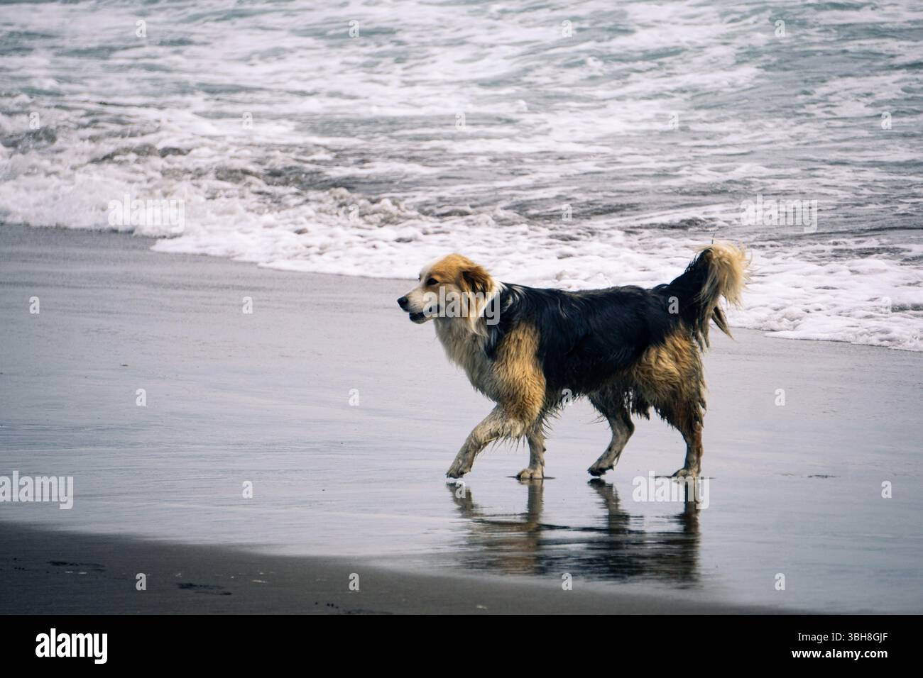 Lone Dog passeggiando sull'oceano a Low Tide in Un giorno di sole, godendosi la brezza della spiaggia e il Sound of the Waves in Una tranquilla scena costiera Foto Stock