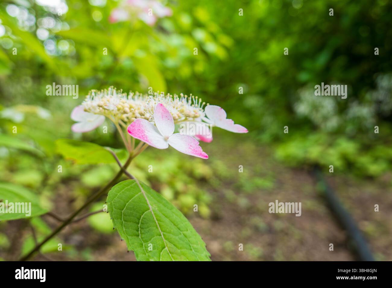Delicate ortensie Lacecap con petali bianchi con punta rosa Foto Stock
