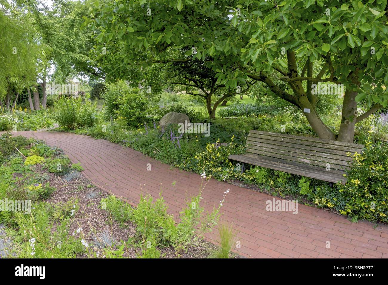 Percorso tra letti perenni, panchina da giardino sotto l'albero della magnolia, giardino didattico distrettuale, Burgsteinfurt, Steinfurt, Muensterland, Renania settentrionale-Westph Foto Stock