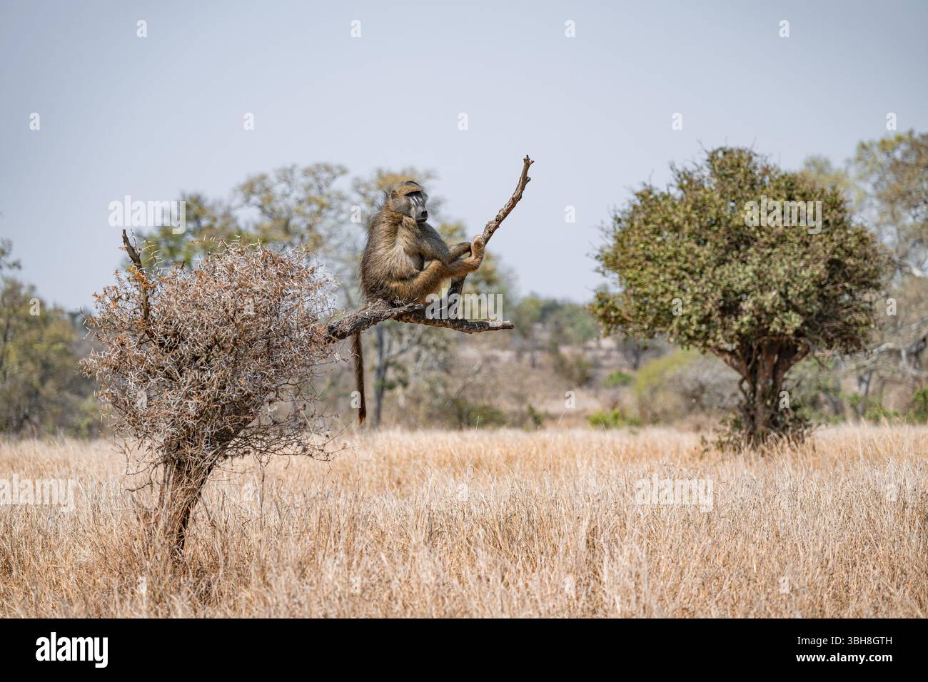Babbuino orso (Papio ursinus) seduto su una filiale, il Parco Nazionale di Kruger, Sudafrica, Africa Foto Stock