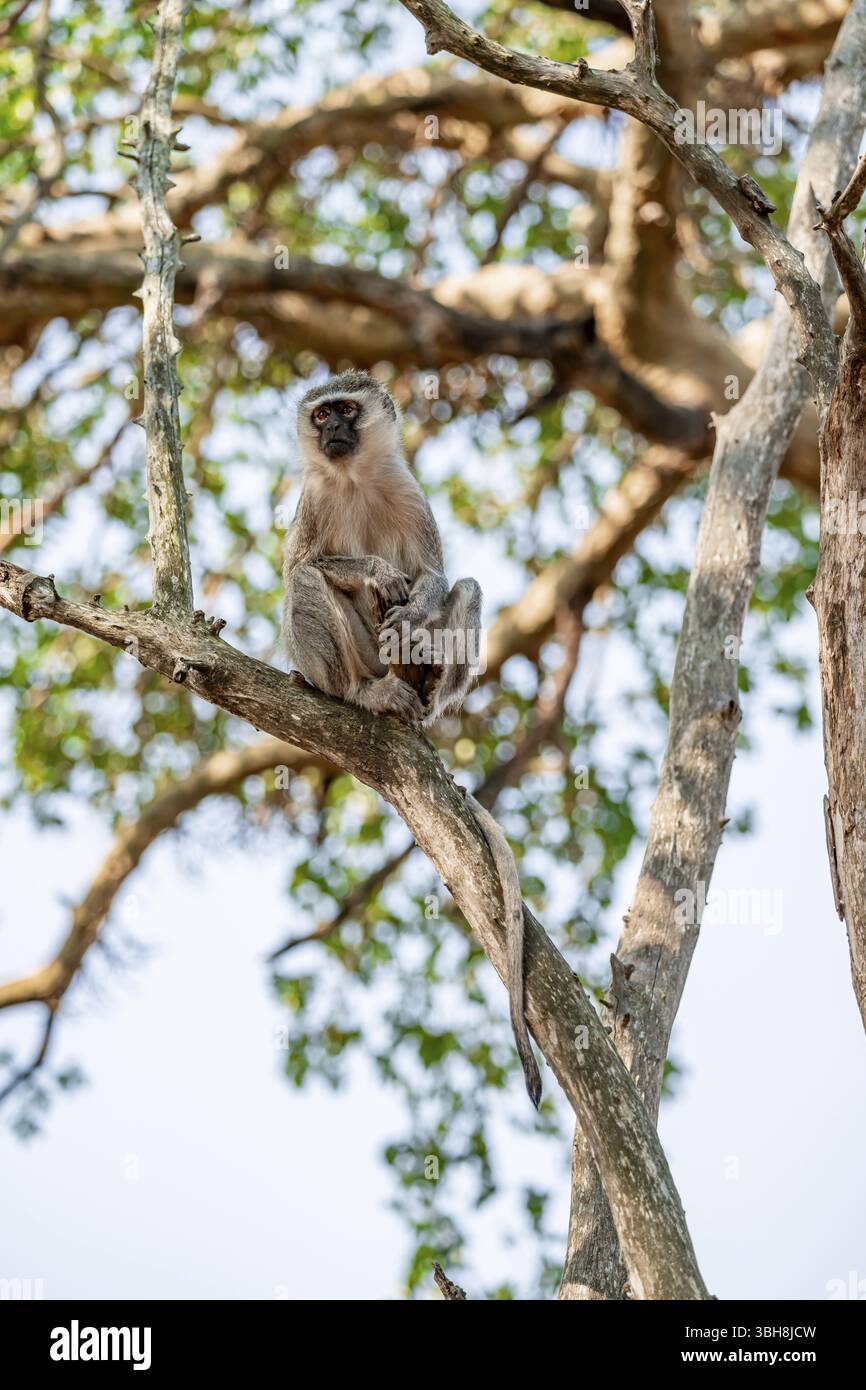 Scimmia vervet meridionale (Chlorocebus pygerythrus) seduta sul ramo di un albero di acacia, il Parco Nazionale di Kruger, Sudafrica, Africa Foto Stock