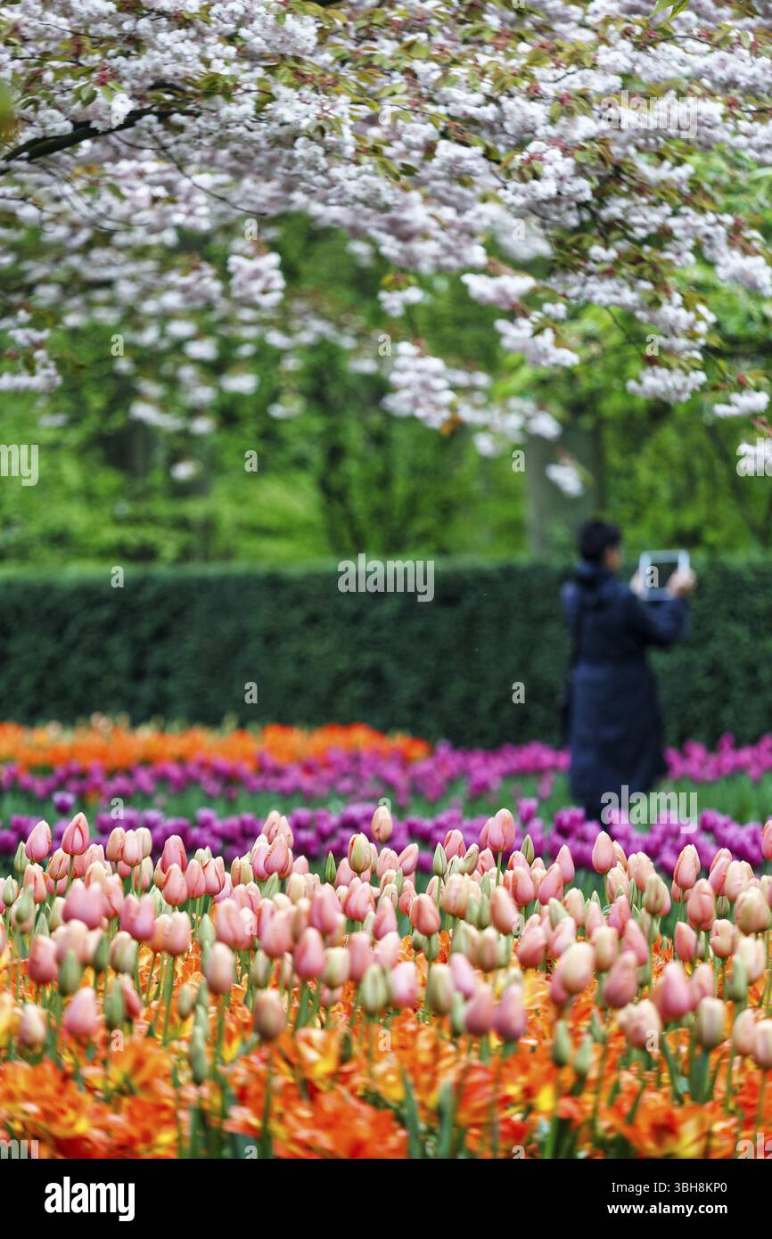 Tulipani di colore diverso (Tulipa), letto di tulipani colorato, albero da frutto fiorito, giardini Keukenhof, Lisse, Bollenstreek, Olanda meridionale, Paesi Bassi Foto Stock