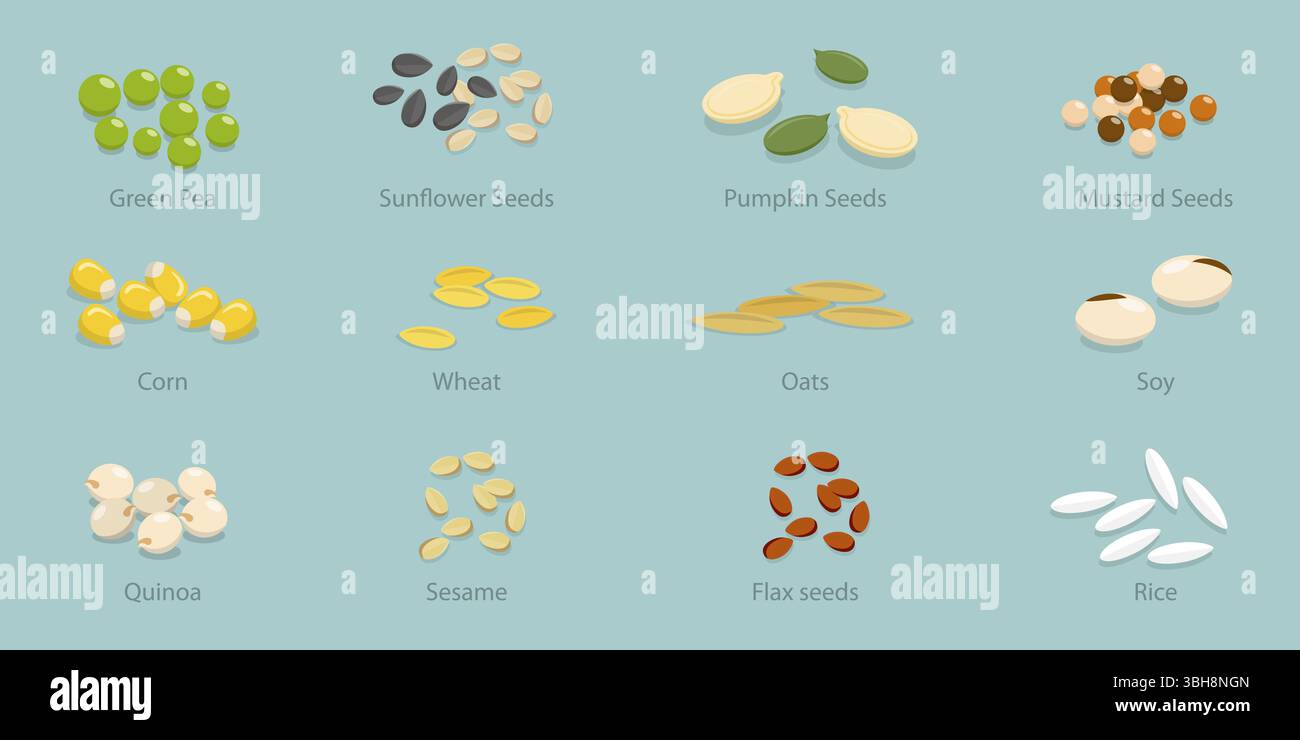 Illustrazione piatta isometrica 3D della raccolta di semi di piante, pile etichettate Foto Stock