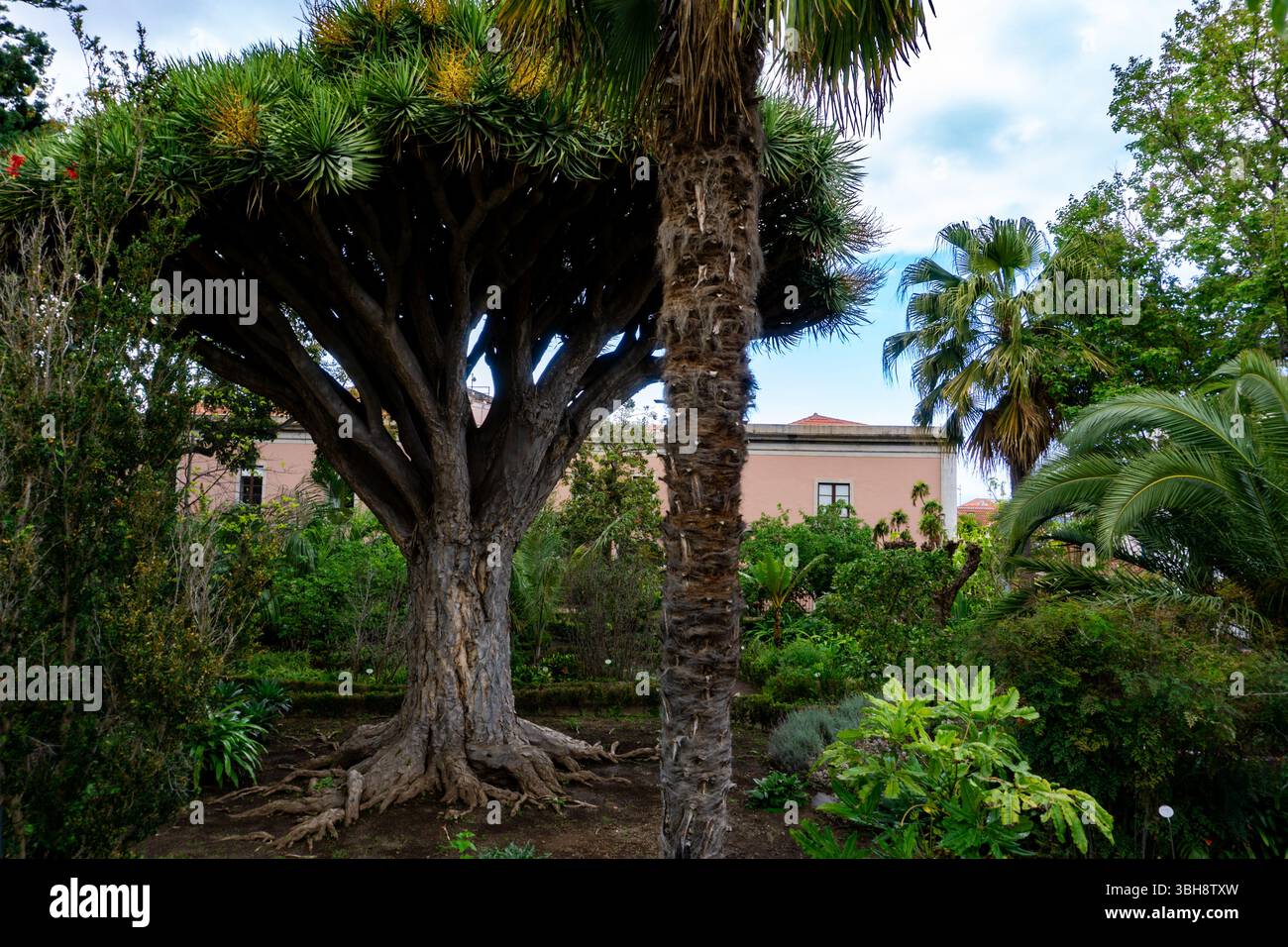 Maestoso albero di Draco nel Giardino Botanico di la Orotava, Tenerife, circondato da una vegetazione lussureggiante, che rappresenta il patrimonio naturale unico della California Foto Stock