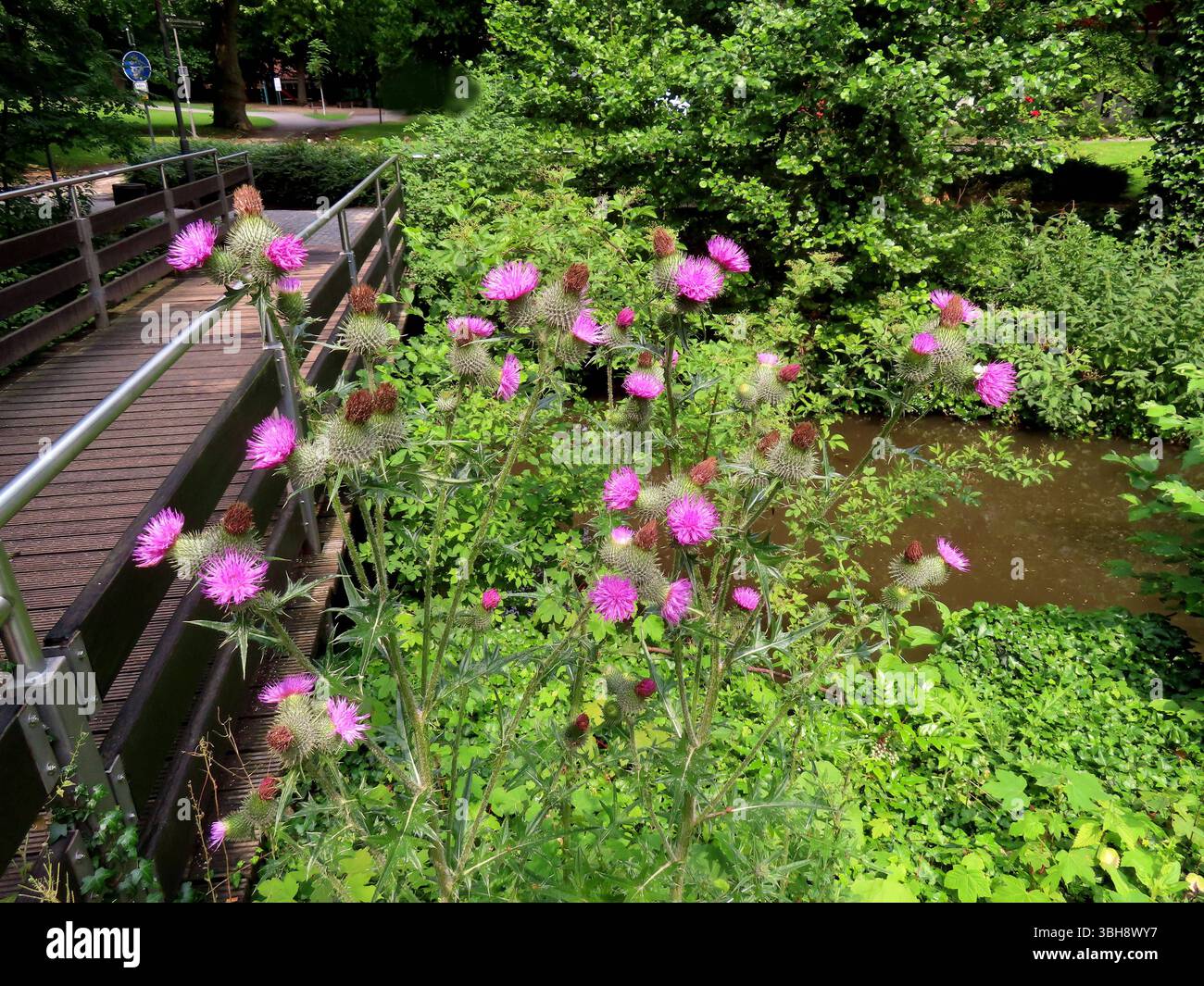 ..... Blick ueber Die Blueten einer Acker Kratzdistel, einen Bachlauf und eine Bruecke... Acker Kratzdistel an Bachlauf mit Bruecke *** Vista sui fiori di un cardo strisciante, un ruscello e un ponte che strizza il cardo su un ruscello con ponte Foto Stock
