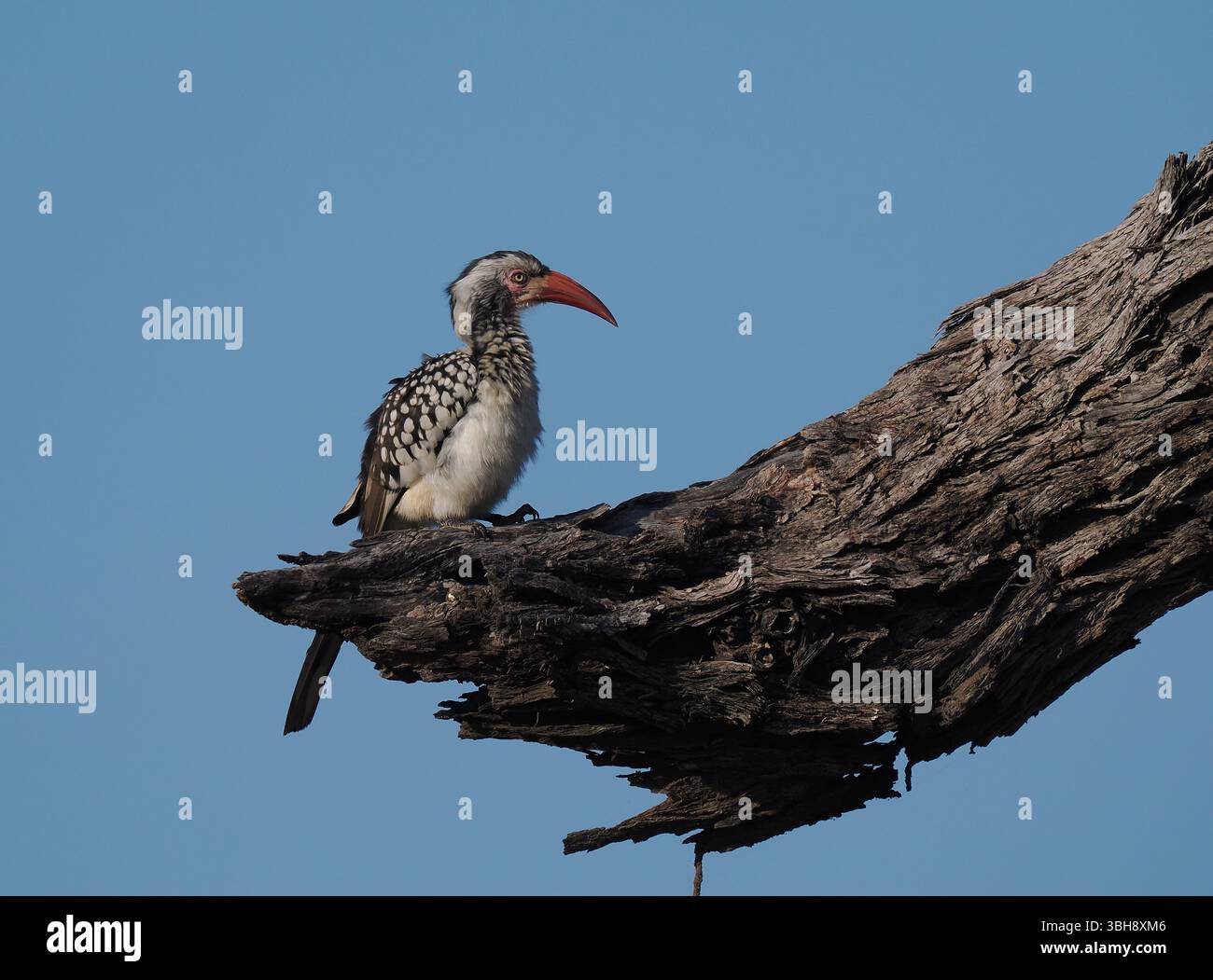 Il carpino a becco rosso del sud è una specie molto comune in Botswana con feste di famiglia che appare ovunque. Foto Stock