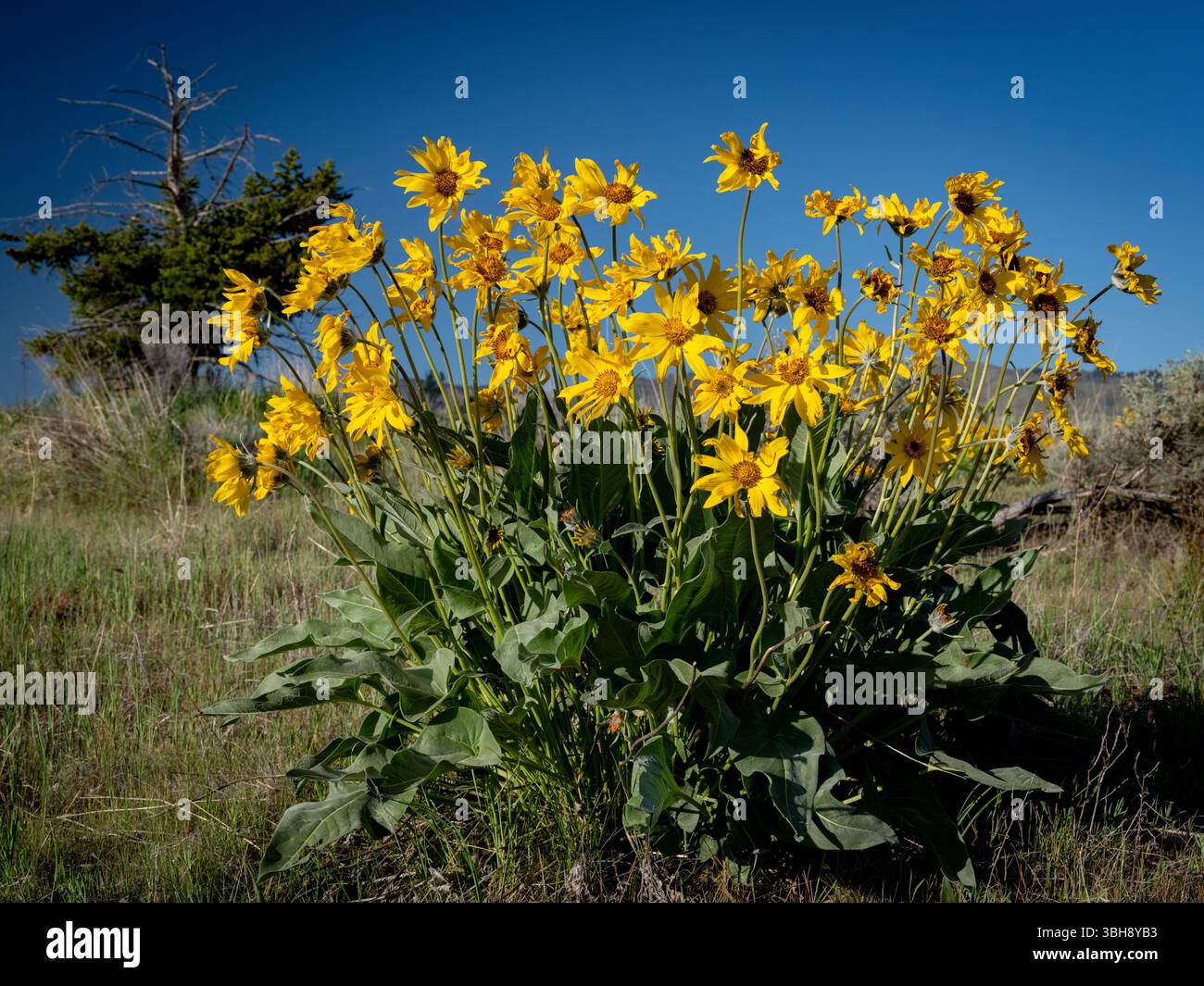 Fiori selvatici naturali nel periodo primaverile dell'anno Foto Stock