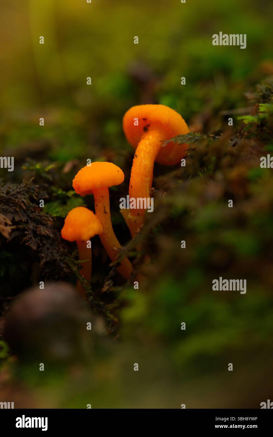 Funghi arancioni luminosi in una foresta Foto Stock