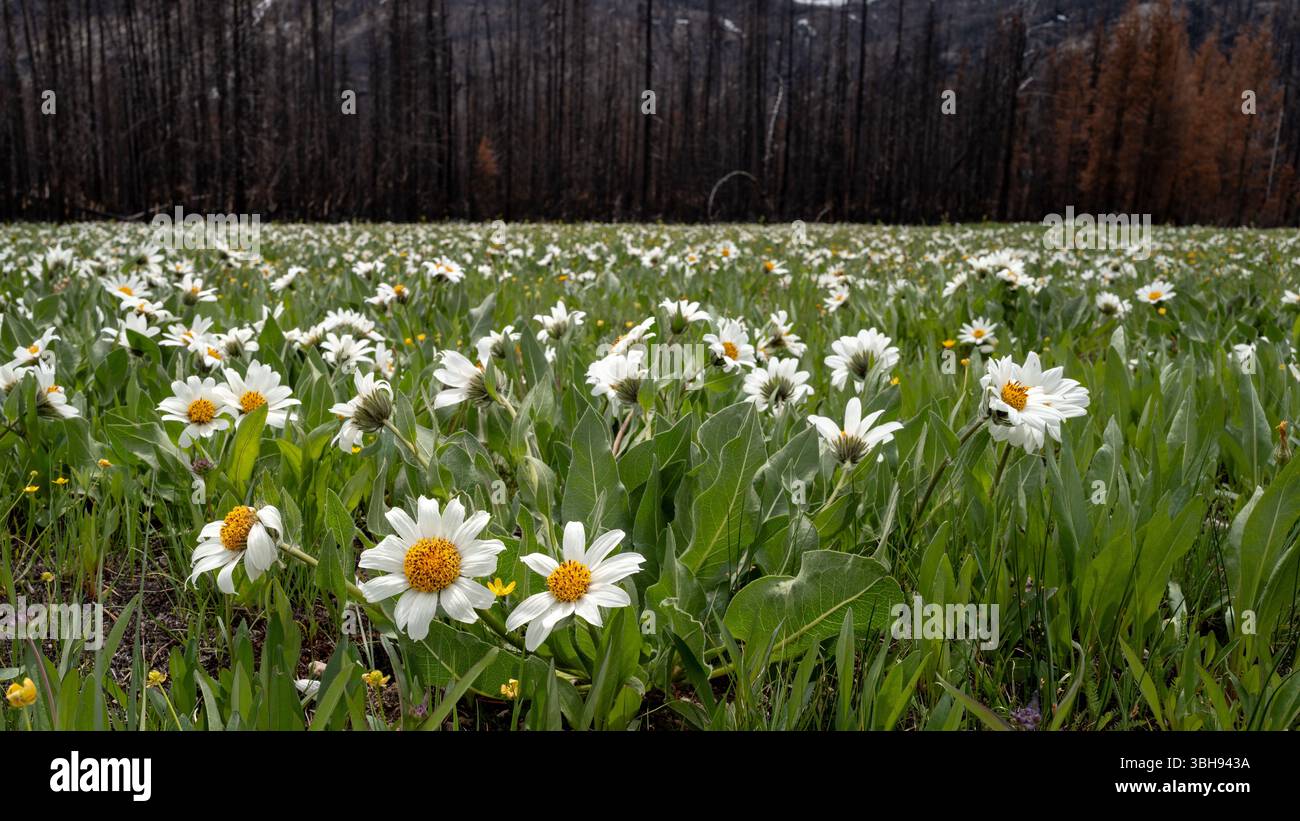 Splendidi fiori selvatici in fiore coprono un campo Foto Stock