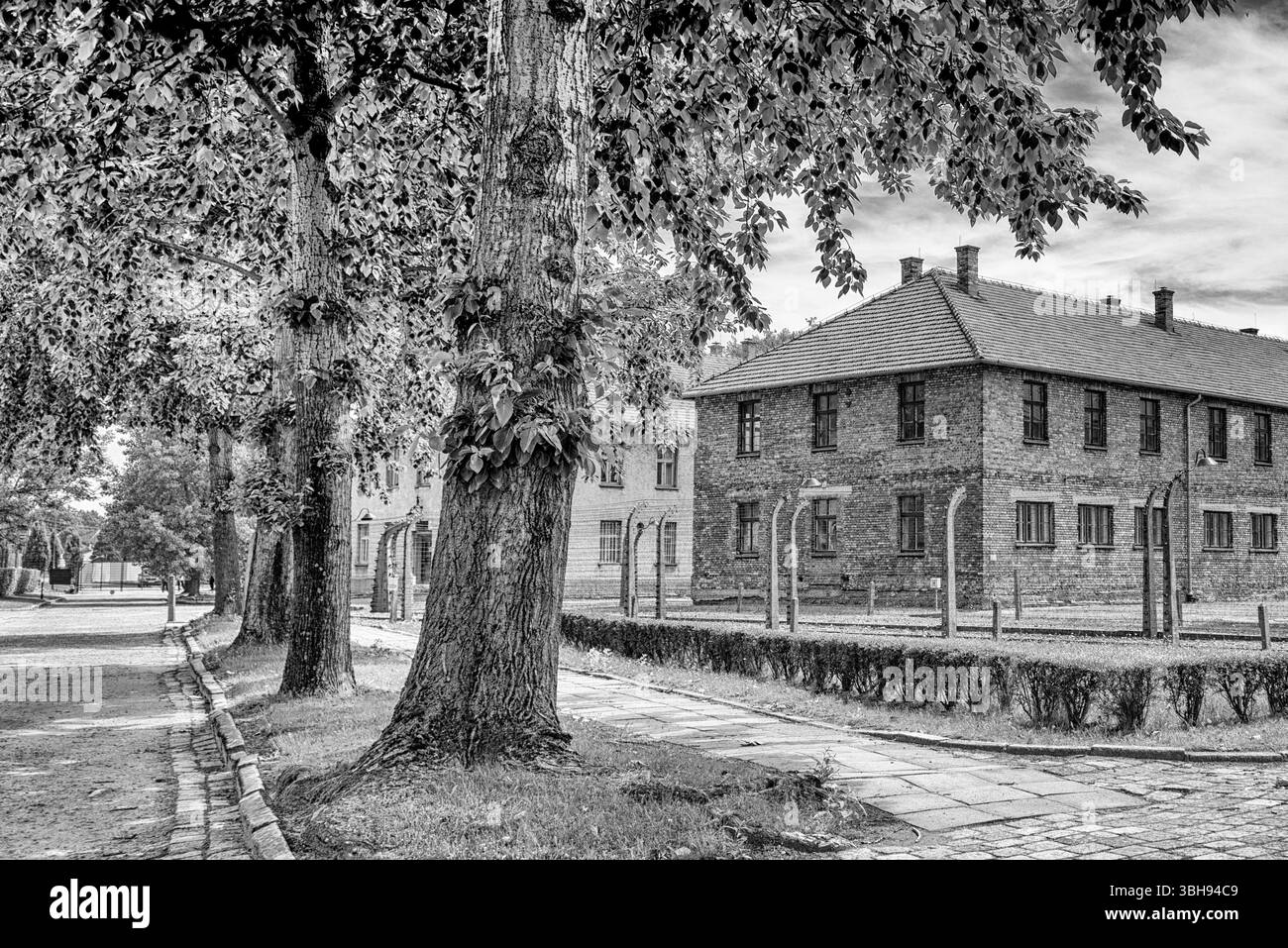 alberi maturi ad auschwitz birkenau polonia Foto Stock