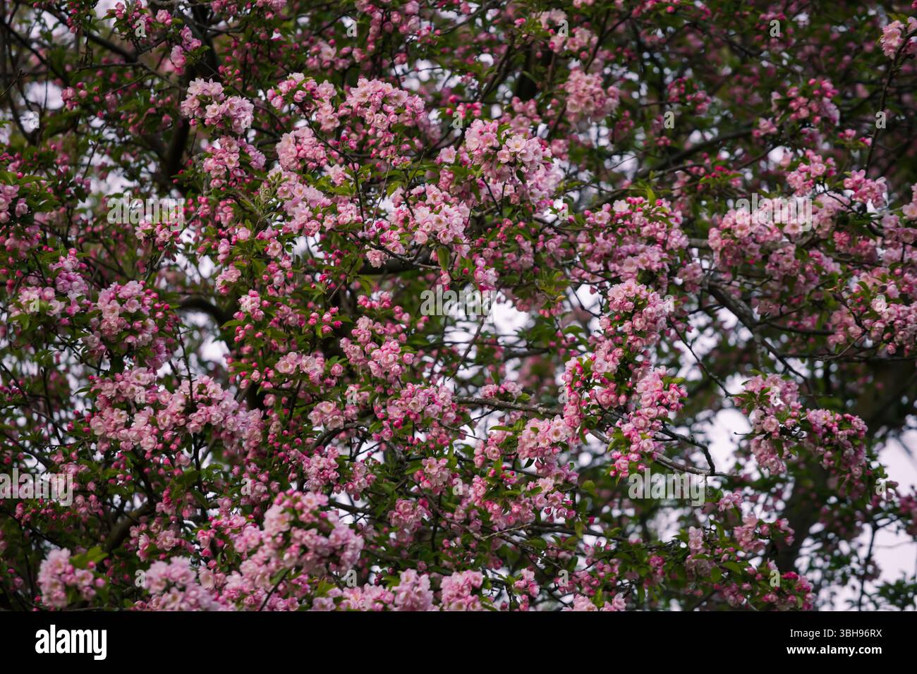 Sfondo naturale con splendidi fiori rosa e bianchi su un albero di crabmele in piena fioritura, noto anche come Malus sylvestris Foto Stock