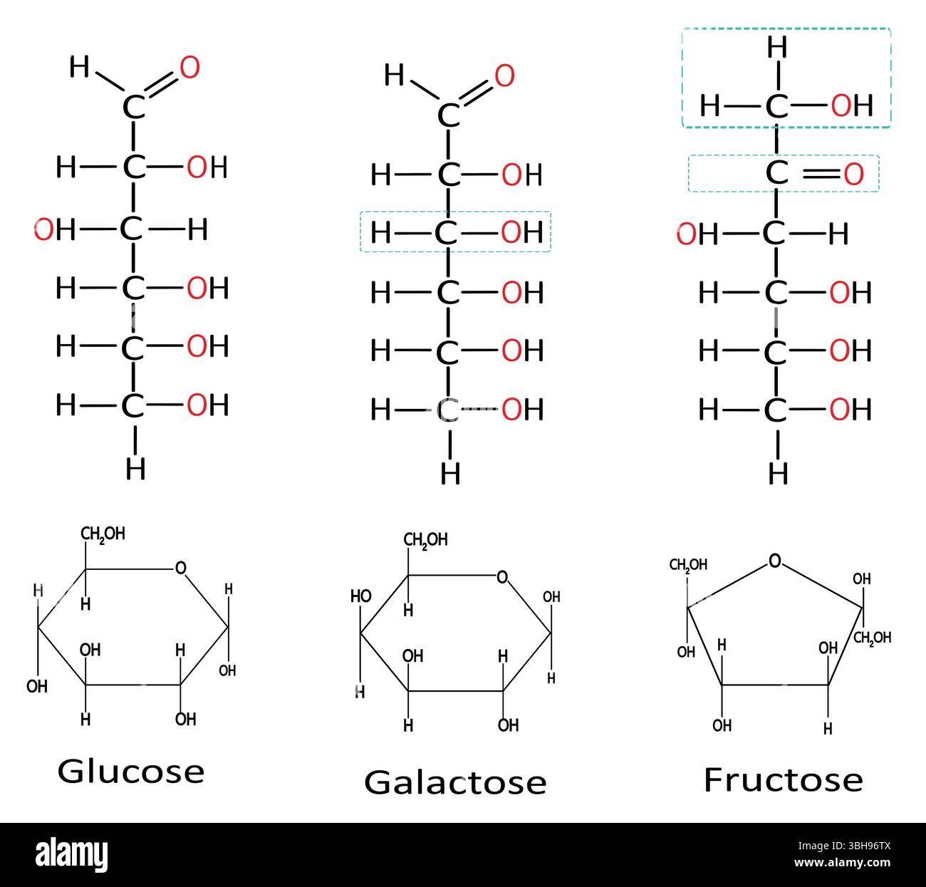 Tre monosaccaridi comuni: Glucosio, fruttosio e galattosio, formule strutturali di zuccheri semplici in chimica organica. Monosaccaridi 6 carbonio i Illustrazione Vettoriale Tre monosaccaridi comuni: Glucosio, fruttosio e galattosio, formule strutturali di zuccheri semplici in chimica organica. Monosaccaridi 6 carbonio i Illustrazione Vettoriale
