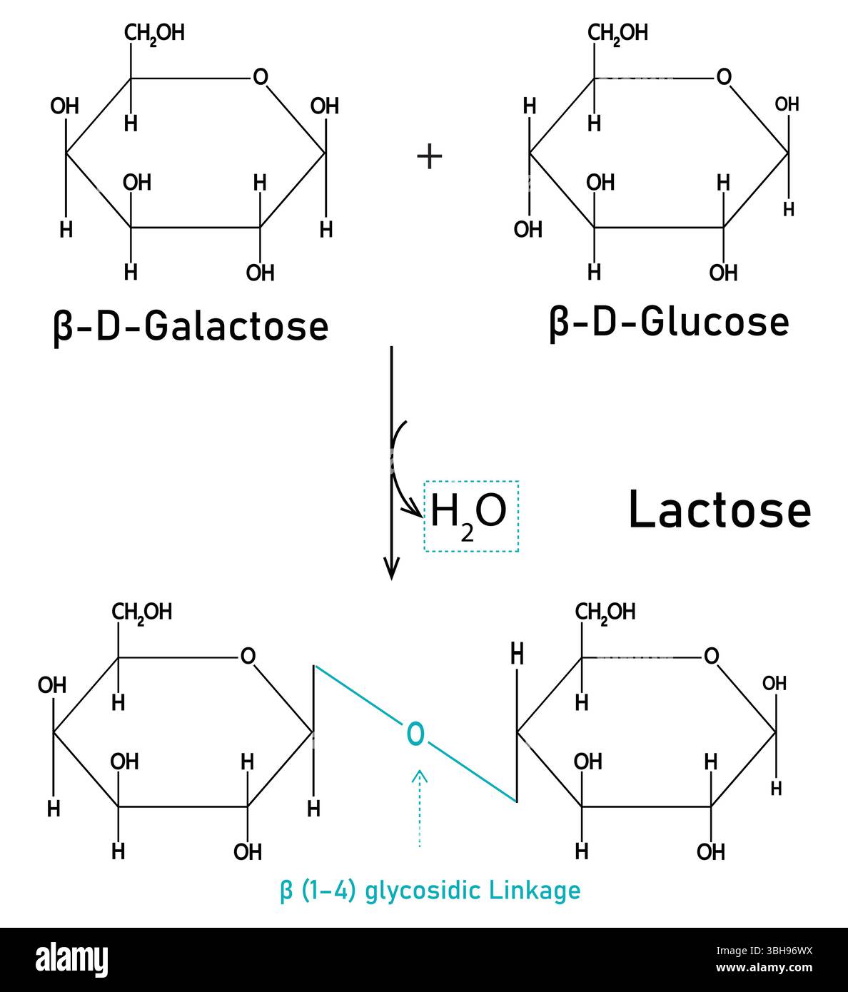 La struttura molecolare del lattosio disaccaride, zucchero composto da galattosio e glucosio. Zucchero di latte trovato nel latte. La formula strutturale del Illustrazione Vettoriale