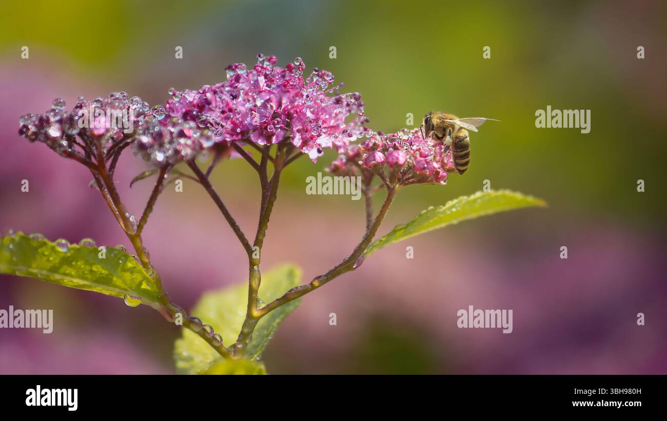 L'ape al miele beve il nettare dolce dalle infiorescenze rosa in gocce su uno sfondo naturale sfocato Foto Stock