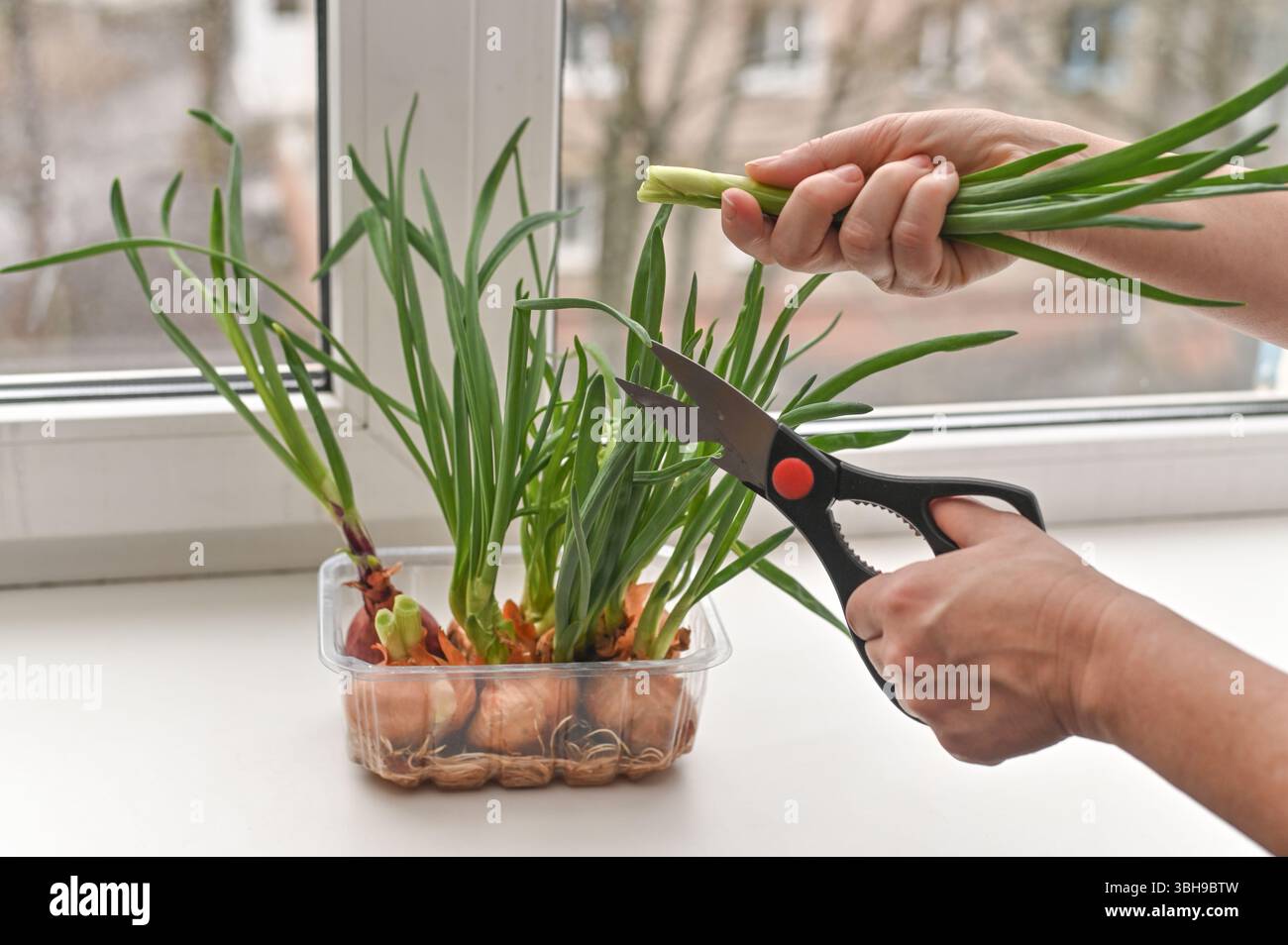 Coltivare cipolle verdi su davanzale, mostrando semplicità e utilità. i verdi sono perfetti da aggiungere a qualsiasi cucina, combinando bellezza e praticità Foto Stock