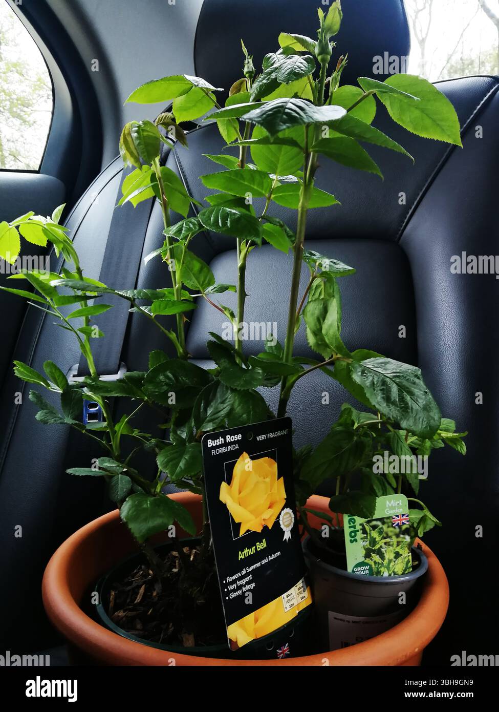Piante in vaso di rosa gialla e zecca all'interno di un'auto. Snowhill, Regno Unito Foto Stock
