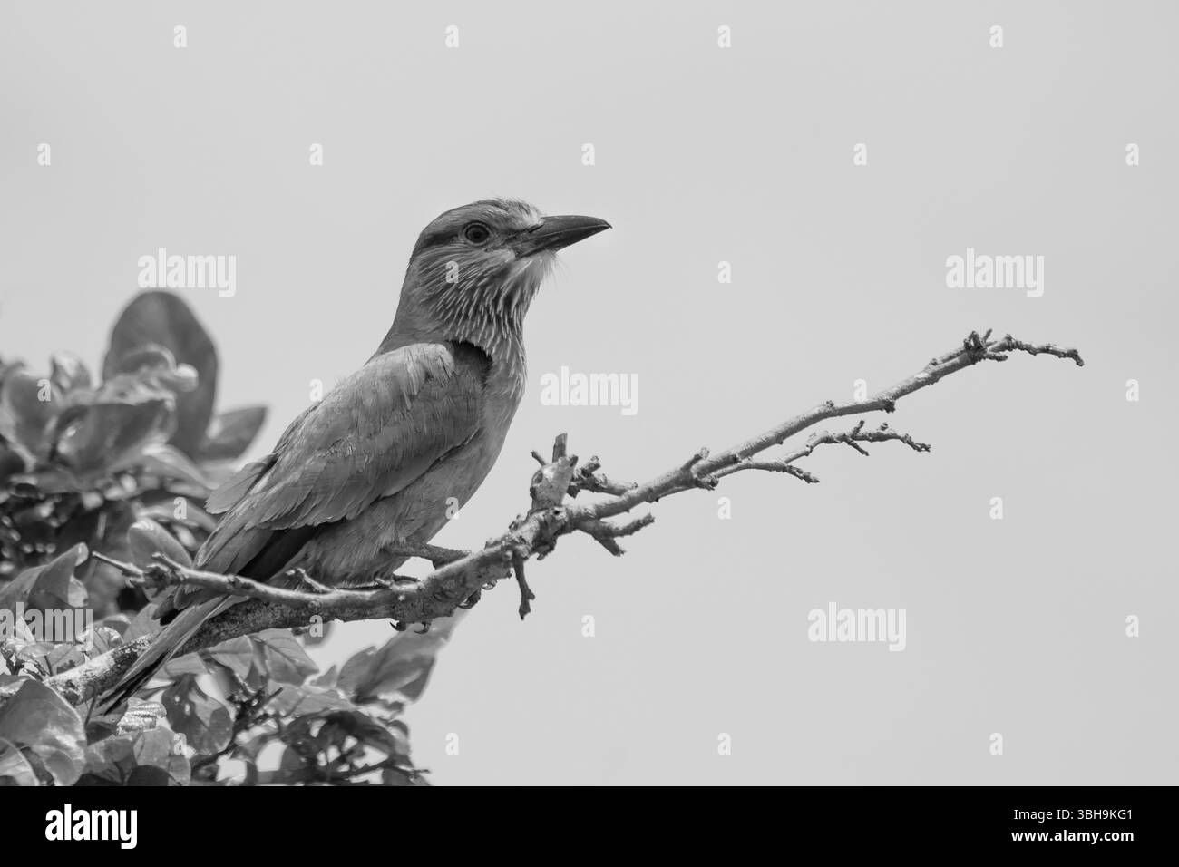 Immagine in bianco e nero di un rullo indiano. Foto Stock