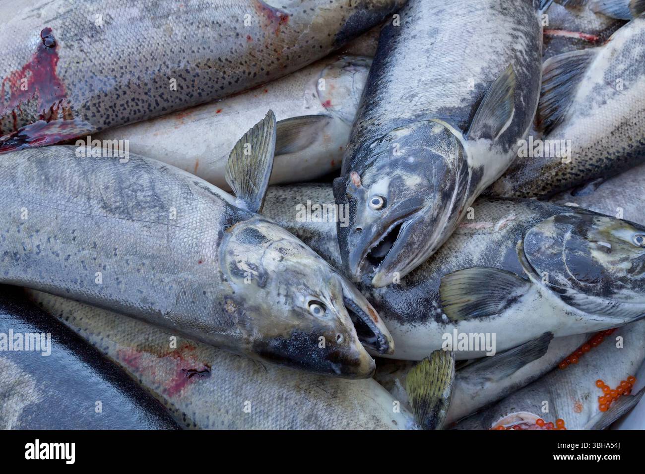 Salmone Chinook raccolto (raccolta delle uova), Oncorhynchus tshawytscha, specie di salmone del Pacifico, vivaio ittico del fiume Mokelumne. Foto Stock Salmone Chinook raccolto (raccolta delle uova), Oncorhynchus tshawytscha, specie di salmone del Pacifico, vivaio ittico del fiume Mokelumne. Foto Stock