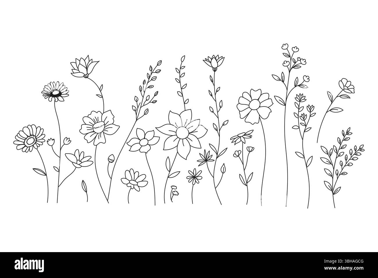 Elegante illustrazione botanica presenta un disegno di vari fiori selvatici su sfondo bianco. Illustrazione Vettoriale