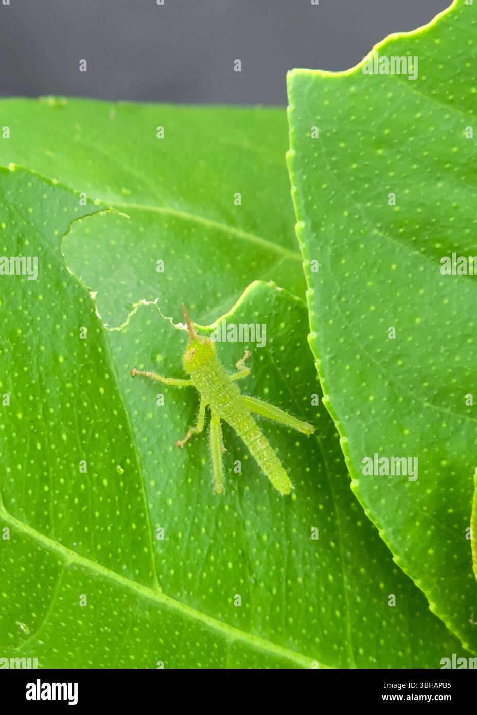 Giovani cavallette su una foglia di limone. - Immagine stock catturata con smartphone