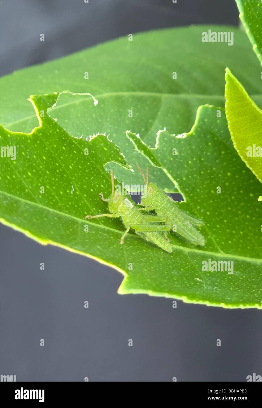 Giovani cavallette su una foglia di limone. - Immagine stock catturata con smartphone