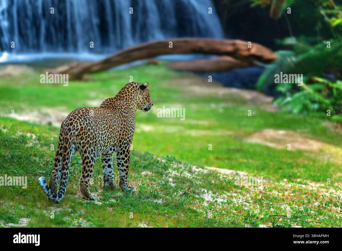 Il leopardo si vede affiancato su un vivace paesaggio verde, guardando verso una cascata. L'area circostante presenta una vegetazione lussureggiante Foto Stock