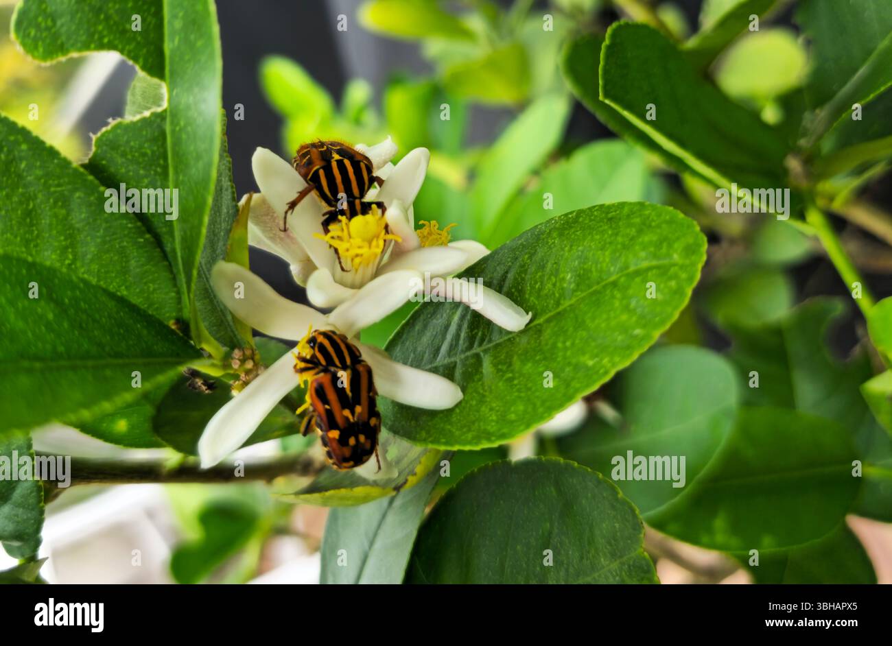 Uno scarabeo di Euselate su un fiore di limone. Foto scattata sull'isola di Lamma a Hong Kong. - Immagine stock catturata con smartphone