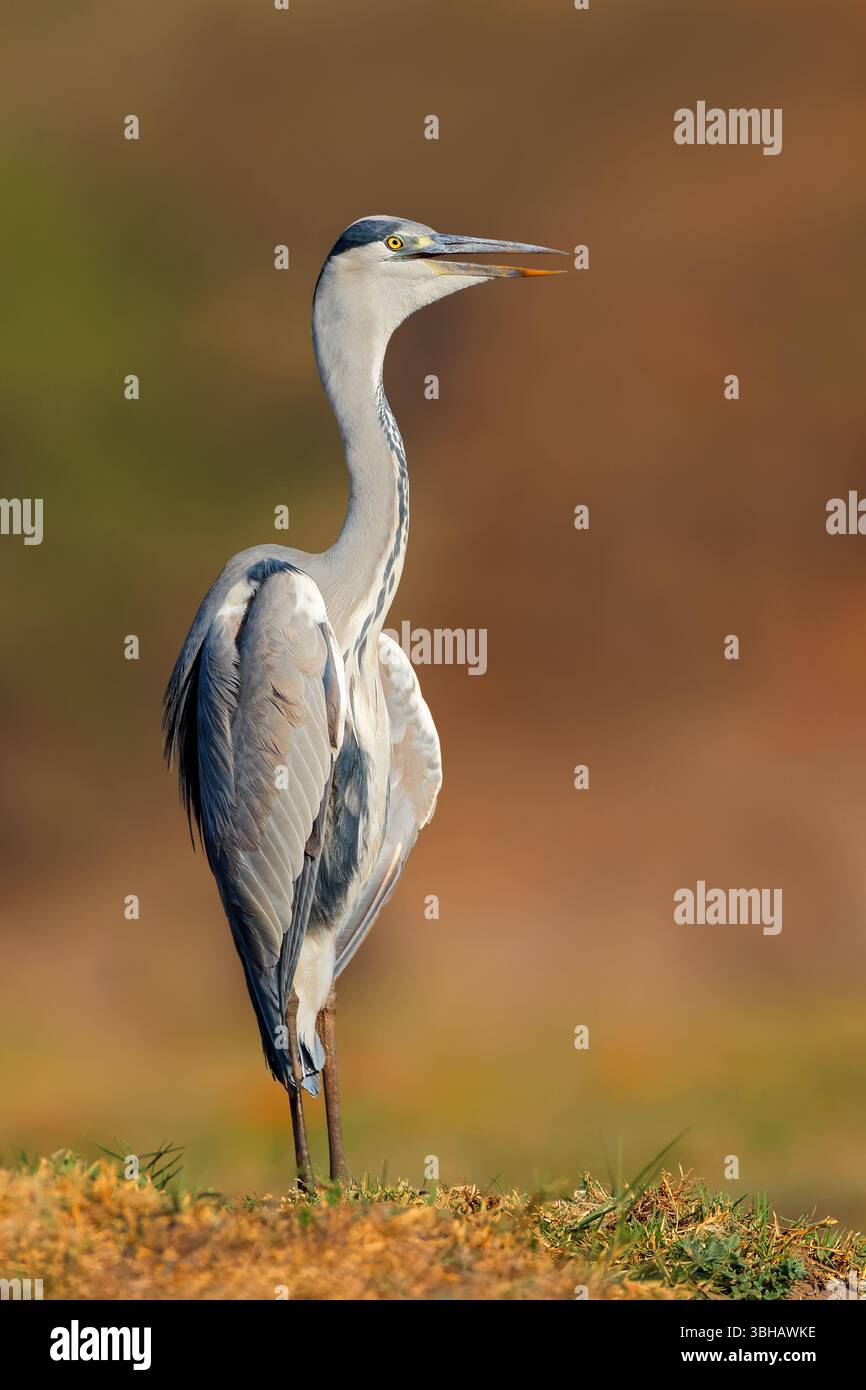 Un airone grigio (Ardea cinerea) che si trova nell'habitat naturale del Parco Nazionale del Chobe, Botswana Foto Stock