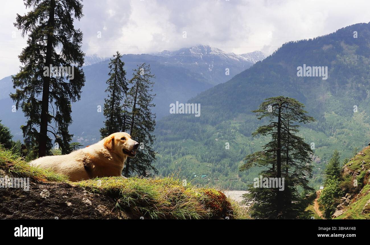 vista panoramica della catena montuosa innevata dell'himalaya da manali, splendida stazione collinare situata nel distretto di kullu nell'himachal pradesh, india Foto Stock