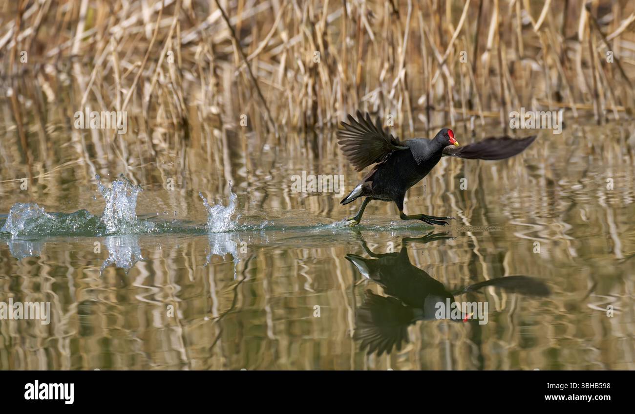 Decollando il Common Moorhen, Waterhen (Gallinula chloropus) che scorre con le ali sparse sull'acqua Foto Stock