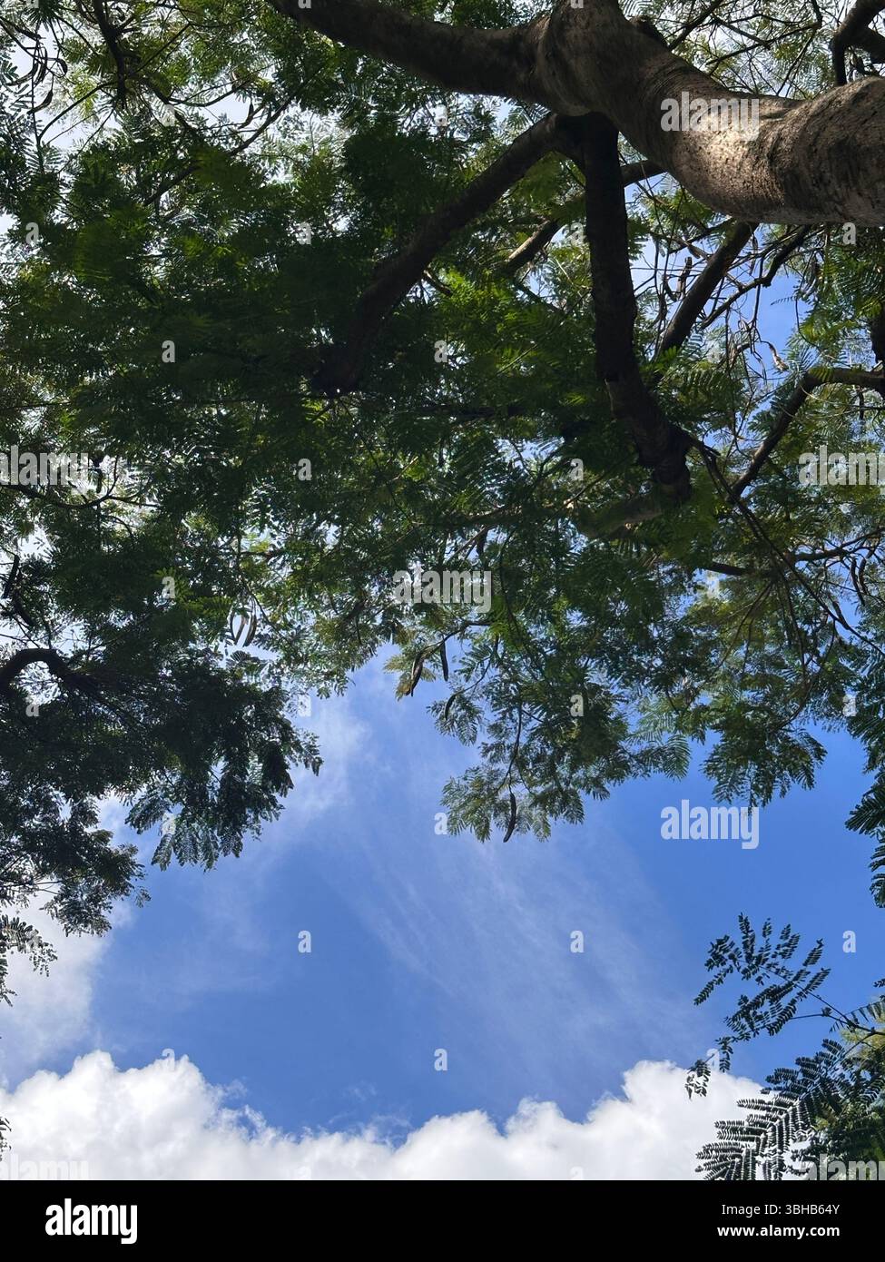 Una cabina segreta nascosta nel profondo delle montagne Foto Stock