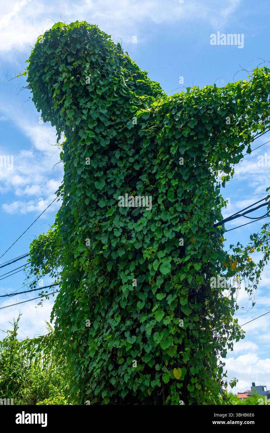 Grande pianta verde con viti che ne crescono. La pianta cresce su un filo ed è circondata da alberi. Il cielo è blu e ci sono nuvole nel Foto Stock
