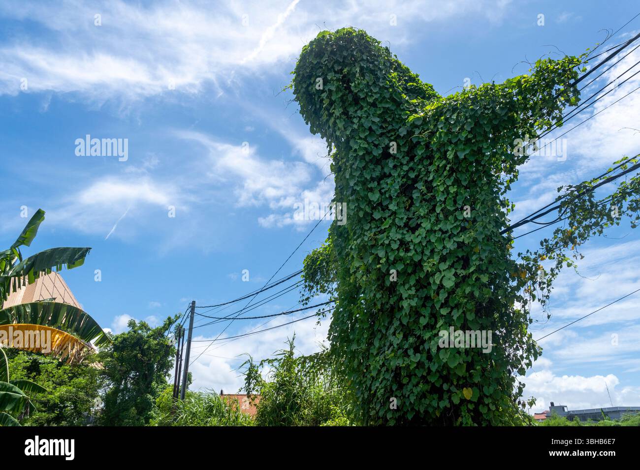 Grande pianta verde con viti che ne crescono. La pianta cresce su un filo ed è circondata da alberi. Il cielo è blu e ci sono nuvole nel Foto Stock