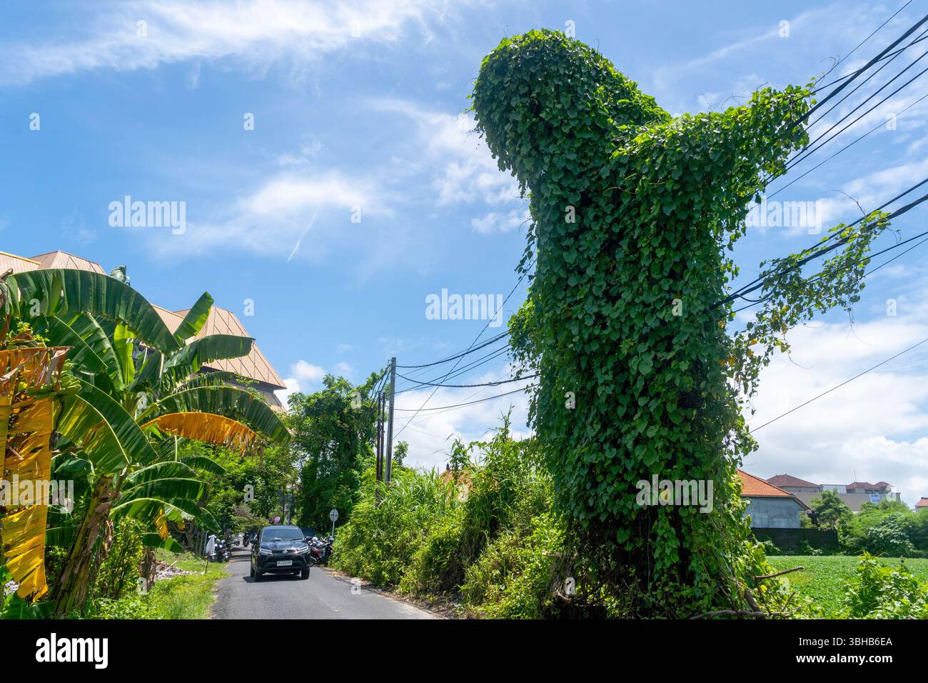 Grande pianta verde con viti che ne crescono. La pianta cresce su un filo ed è circondata da alberi. Il cielo è blu e ci sono nuvole nel Foto Stock