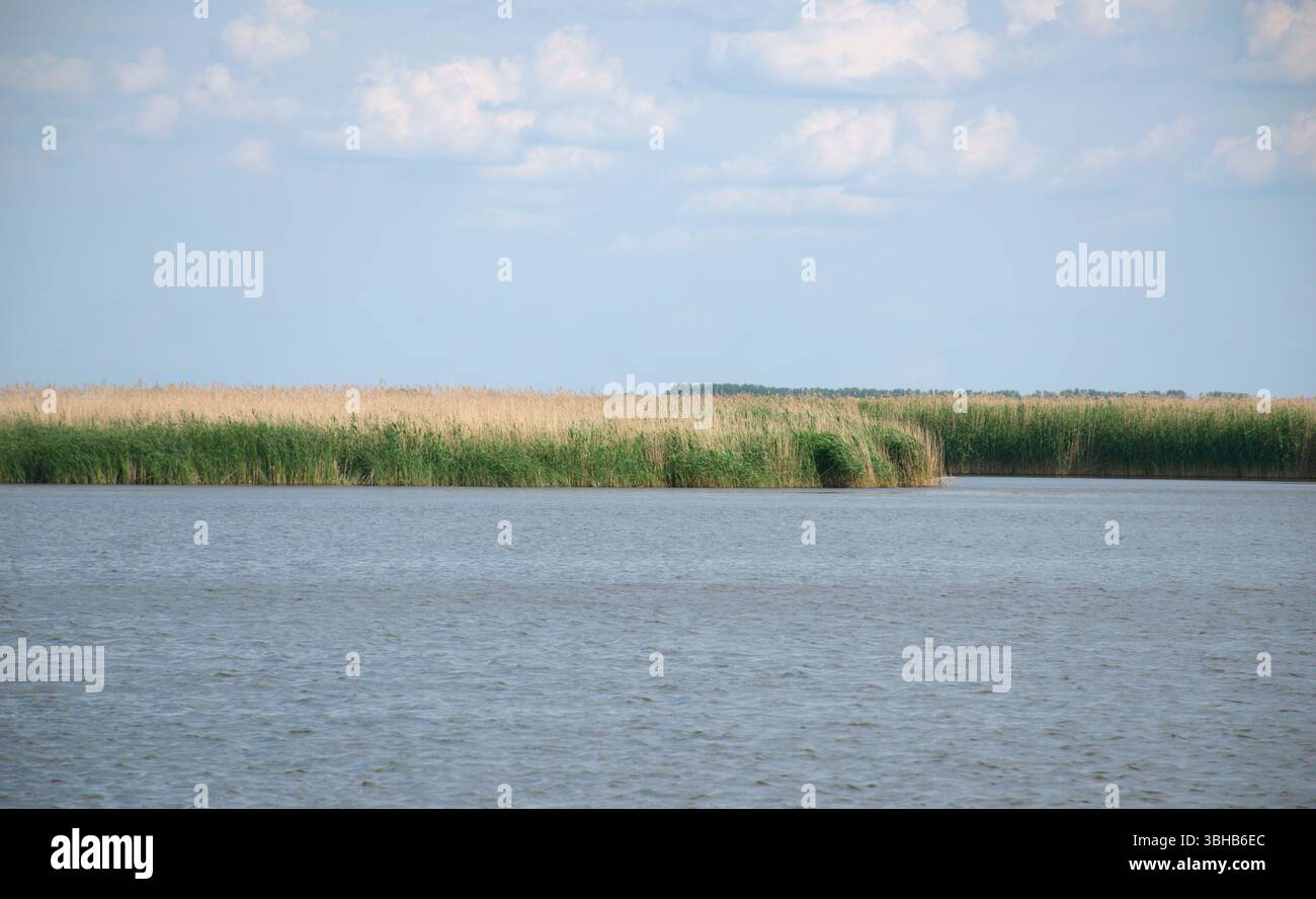 Vista lago con acqua dolce e lussureggiante letto di canne. L'erba verde alta e la vegetazione acquatica fiancheggiano la riva rurale, il lago d'acqua dolce. Ungheria. Lago Tisza. Foto Stock