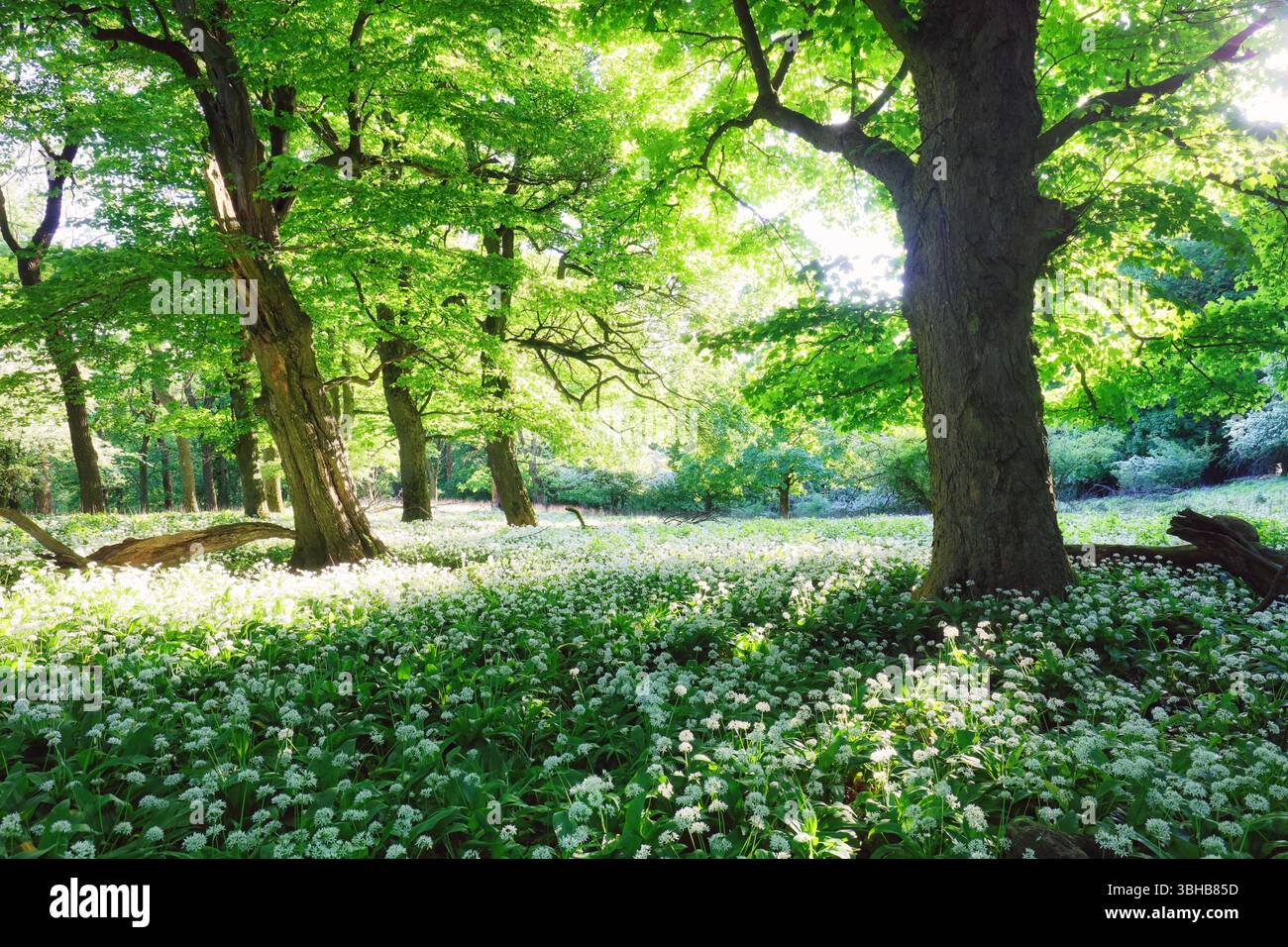 Foresta primaverile con fiori bianchi e sole in fiore. Aglio selvatico - montagna Carpazi Foto Stock