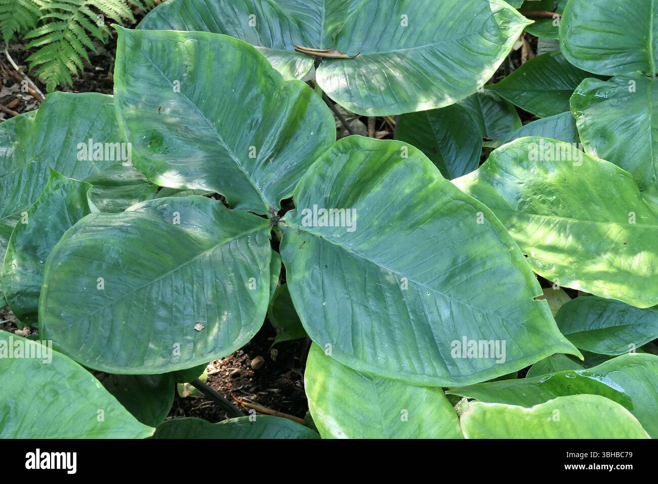 Primo piano delle foglie verdi della pianta da giardino ombreggiata arisaema ringens . Foto Stock