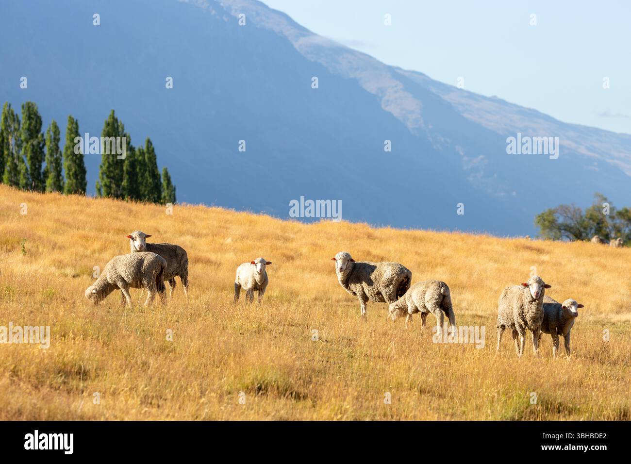 Pecora merino pascolata su pascoli nei pressi di Queenstown, nuova Zelanda Foto Stock