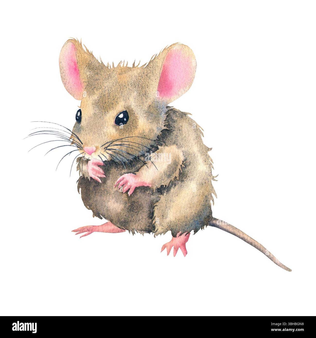 Illustrazione acquerello soffice topo marrone con zampe e orecchie rosa, dipinto in stile carino e realistico. Per prodotti per bambini, libri di fiabe, articoli di cancelleria, adesivi, imballaggi, e disegni a tema animale. Foto Stock