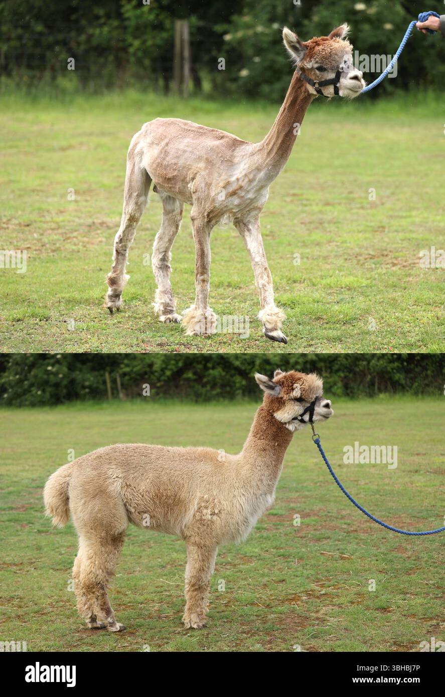 Immagine composita: Jammie Dodger prima e dopo essere stato tagliato. ItÕs giornata di tosatura a Misty Meadows Alpacas a Maxey vicino Peterborough. Dopo un inverno in cui le loro felpe sono cresciute per mantenerle belle e calde, itÕs ora è il momento di toglierle prima del caldo estivo. A seconda della durezza dell'inverno, la quantità di tessuto alpacaÕs cresce. Più freddo è l'inverno, più cresce il cappotto e, man mano che le felpe vengono vendute in base al peso, più freddo è l'inverno, più grande è il feltro. La lana di Alpaca è ipoallergenica e famosa per il suo calore e morbidezza. Taglio Alpaca, Maxey, nr. Foto Stock