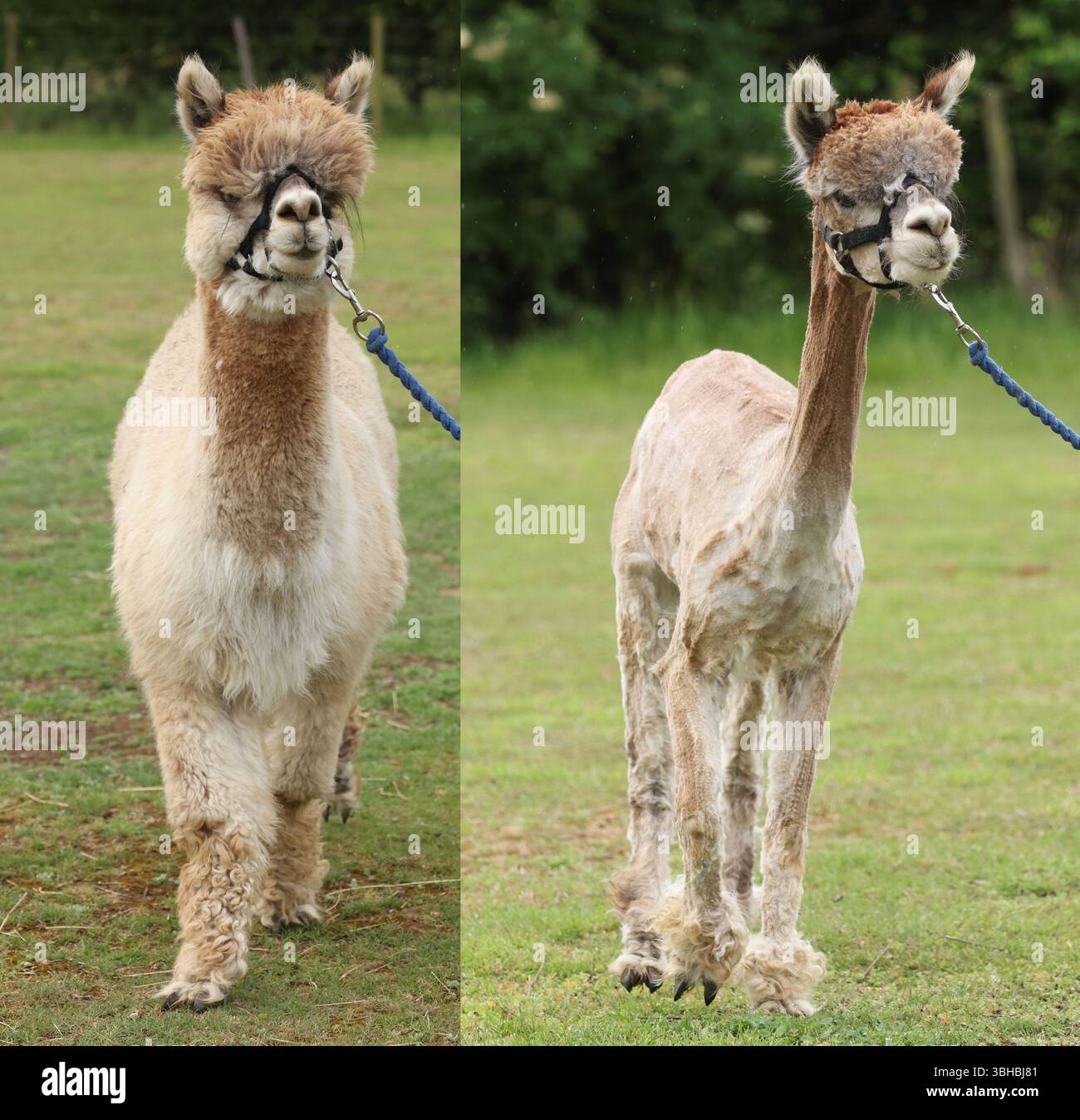 Immagine composita: Jammie Dodger prima e dopo essere stato tagliato. ItÕs giornata di tosatura a Misty Meadows Alpacas a Maxey vicino Peterborough. Dopo un inverno in cui le loro felpe sono cresciute per mantenerle belle e calde, itÕs ora è il momento di toglierle prima del caldo estivo. A seconda della durezza dell'inverno, la quantità di tessuto alpacaÕs cresce. Più freddo è l'inverno, più cresce il cappotto e, man mano che le felpe vengono vendute in base al peso, più freddo è l'inverno, più grande è il feltro. La lana di Alpaca è ipoallergenica e famosa per il suo calore e morbidezza. Taglio Alpaca, Maxey, nr. Foto Stock
