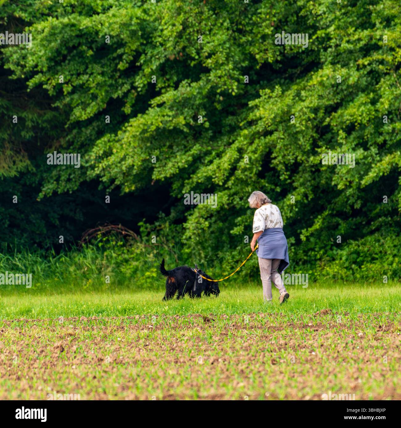 Una donna cammina il suo cane nella foresta la mattina presto. Foto Stock