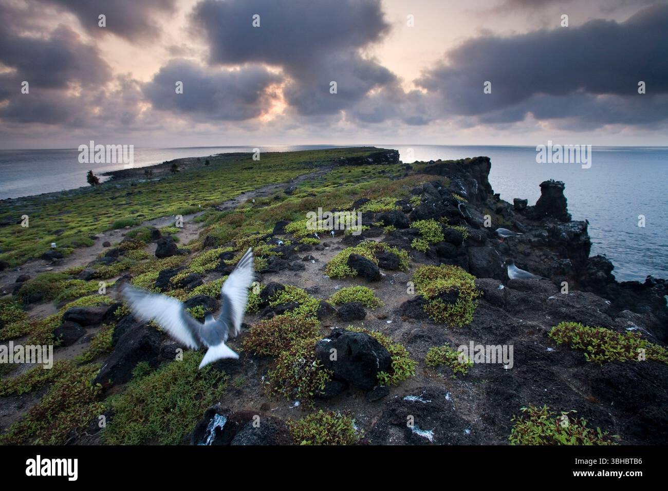 Un gabbiano di lava prende il volo durante una drammatica alba sull'isola South Plaza nelle Galapagos. Foto Stock