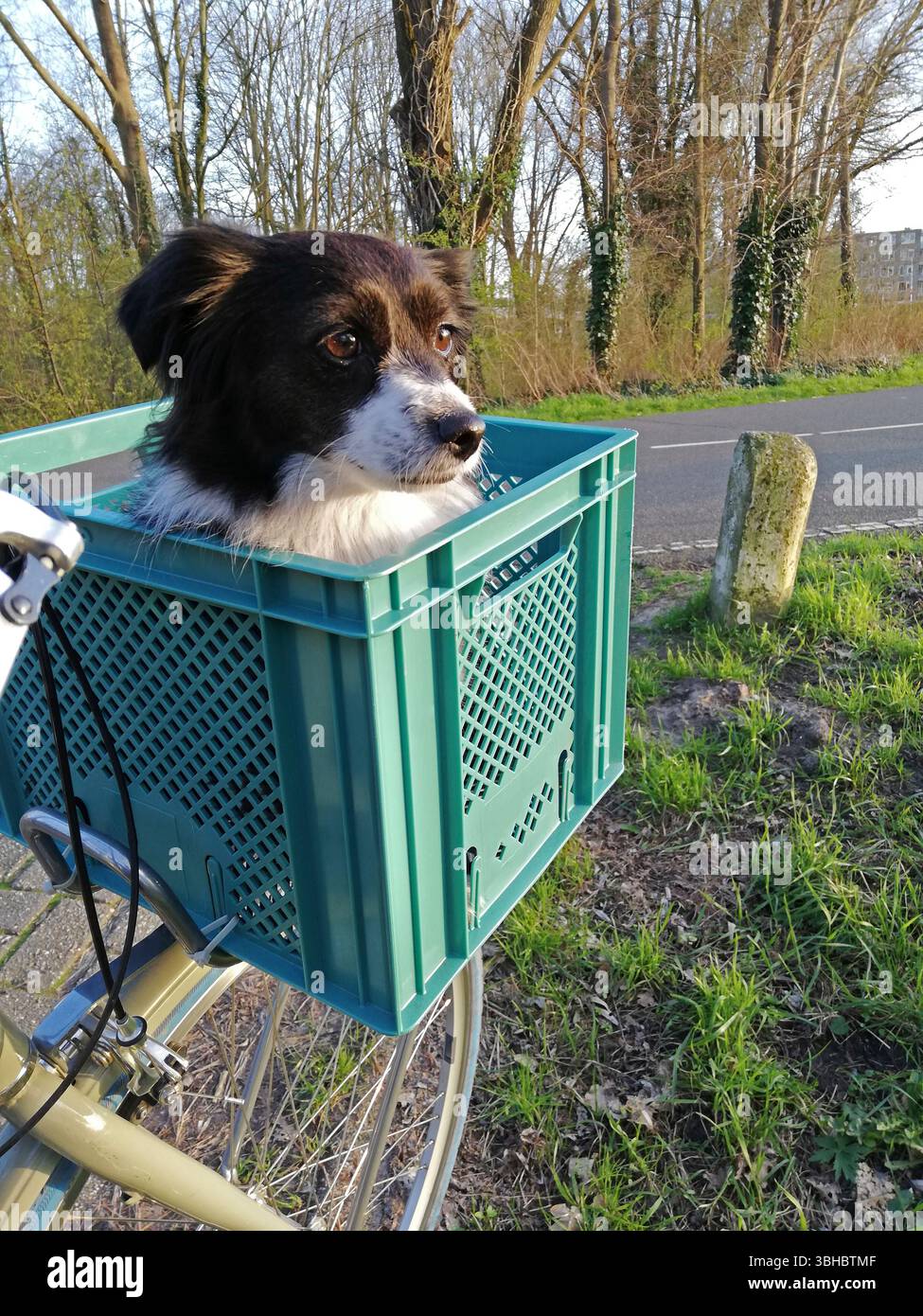 Adorabile animale che guarda in lontananza la domenica pomeriggio. Foto Stock