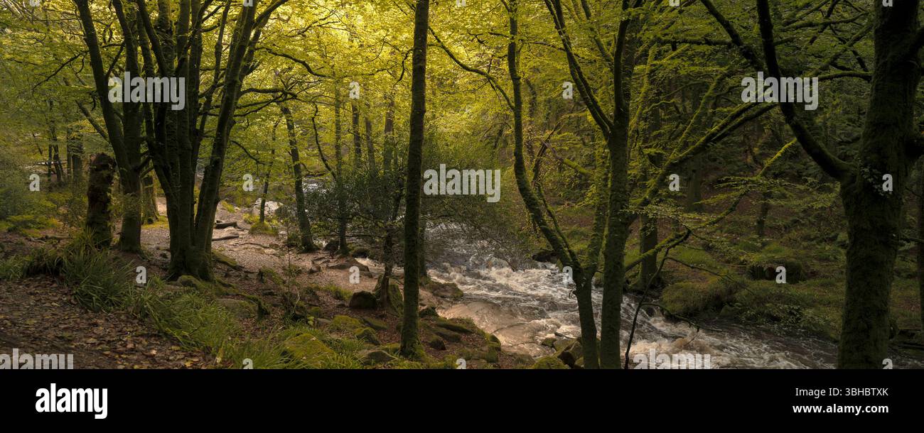 Un'immagine panoramica di Golitha Falls. Il fiume Fowey scorre attraverso l'antico bosco di querce di Draynes Wood a Bodmin Moor in Cornovaglia nel Regno Unito. Foto Stock